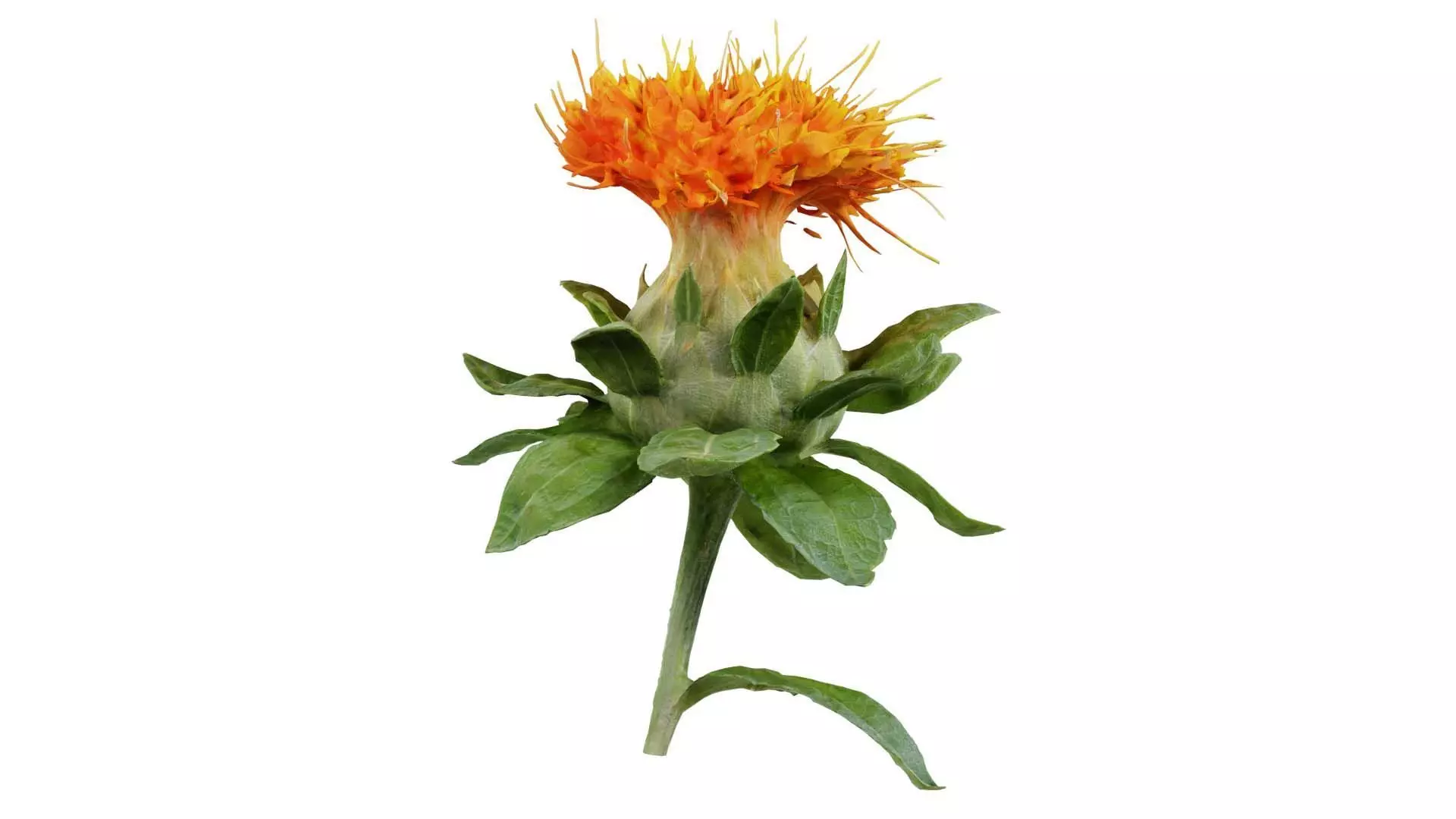 Safflower Carthamus Tinctorius Low-poly 3D model