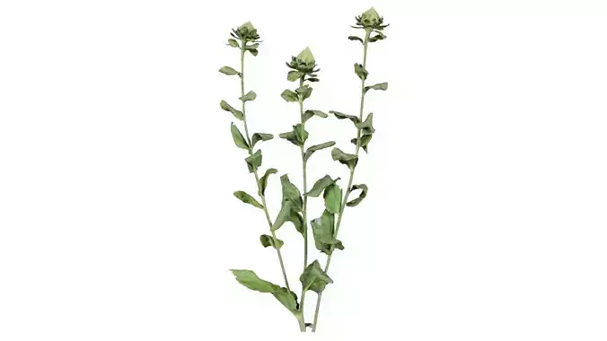 Safflower Distaff Thistle False Bastard Saffron Carthamus Tin... Low-poly 3D model