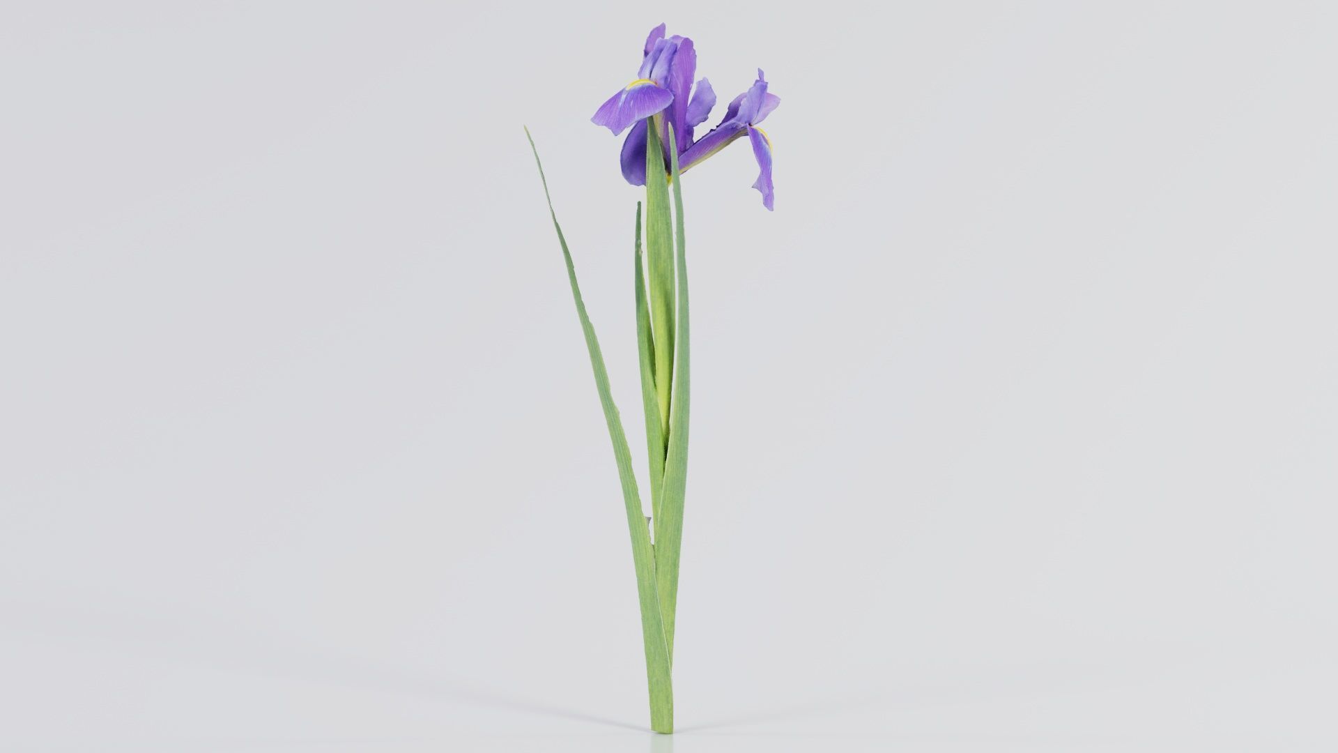 Spanish Iris Small Bulbous Rooted Iris Iris Xiphium Low-poly 3D model_6