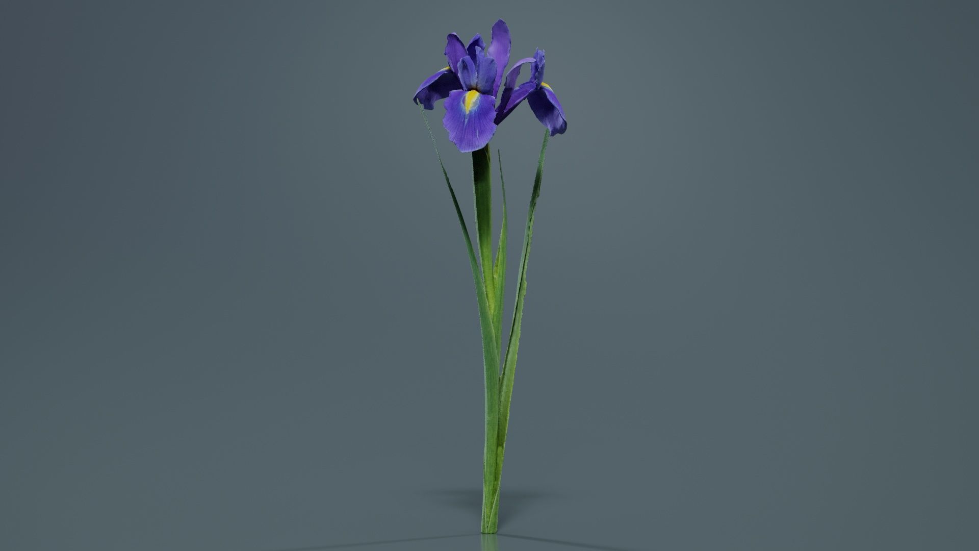 Spanish Iris Small Bulbous Rooted Iris Iris Xiphium Low-poly 3D model_5