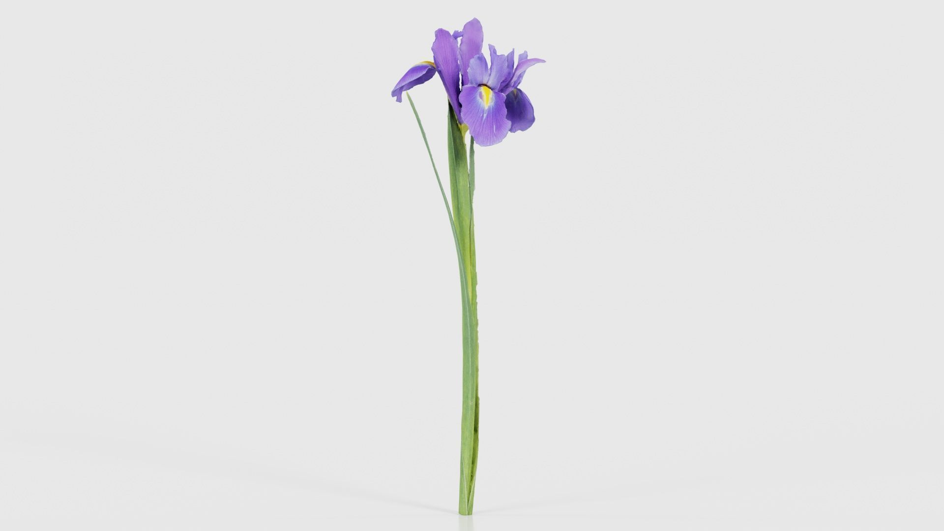 Spanish Iris Small Bulbous Rooted Iris Iris Xiphium Low-poly 3D model_16