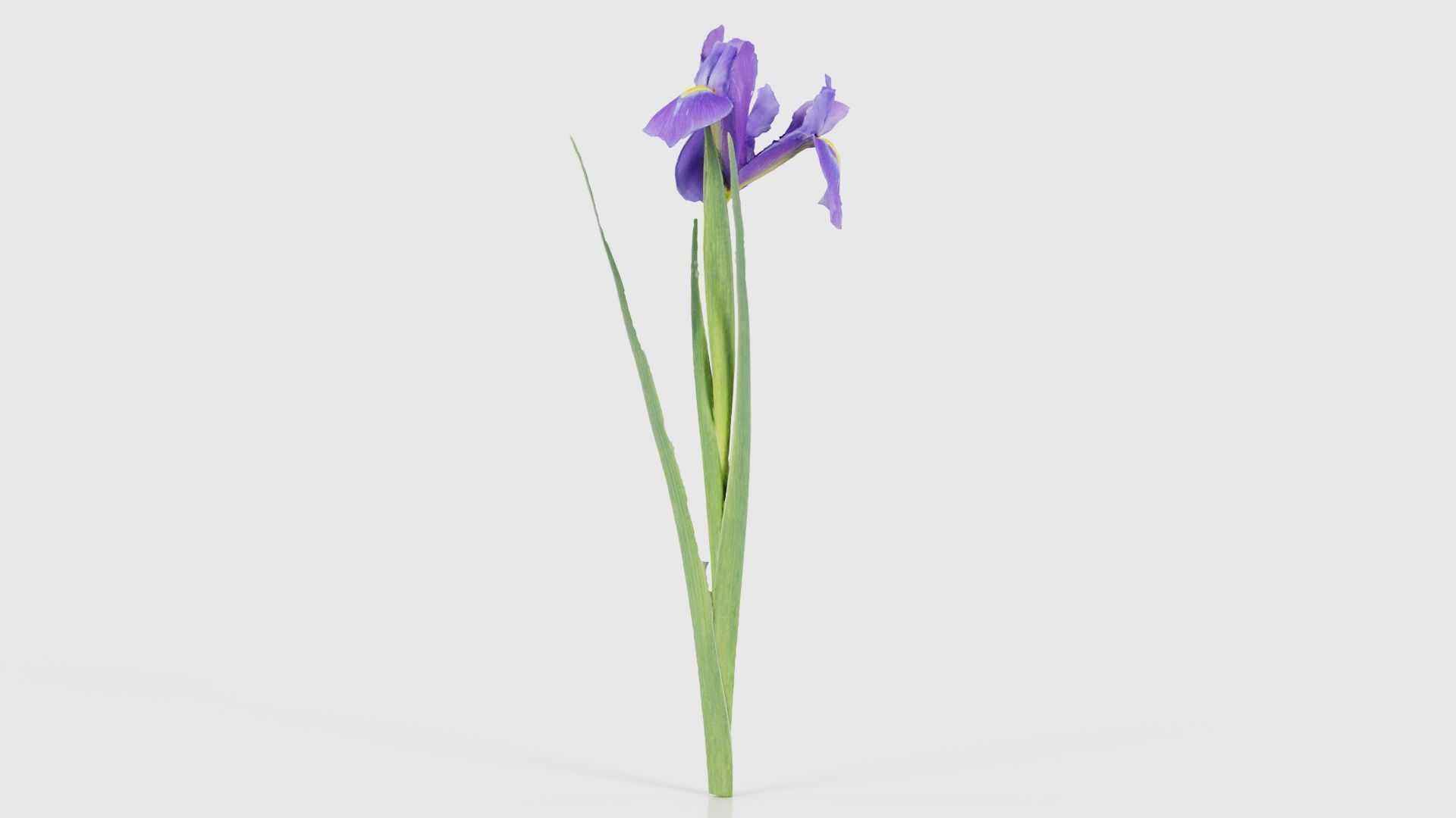 Spanish Iris Small Bulbous Rooted Iris Iris Xiphium Low-poly 3D model_18