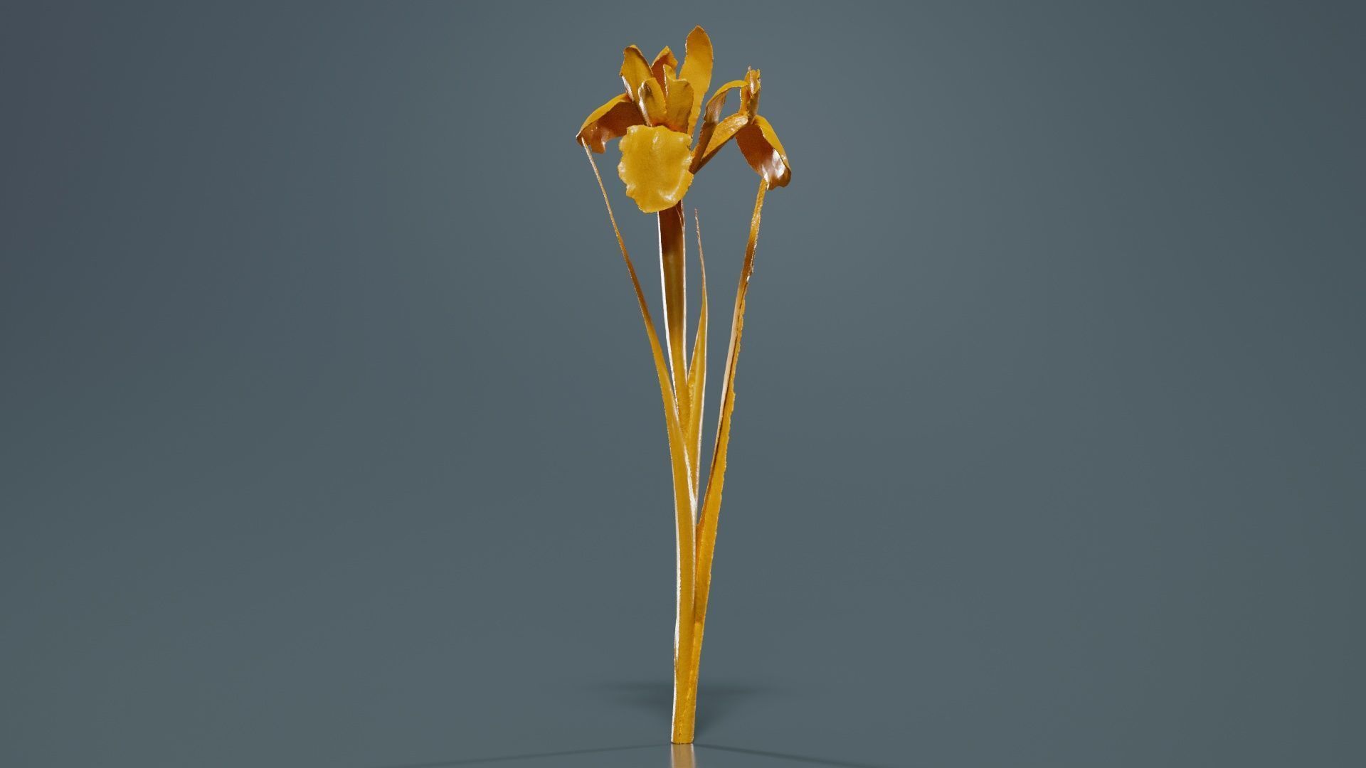 Spanish Iris Small Bulbous Rooted Iris Iris Xiphium Low-poly 3D model_12