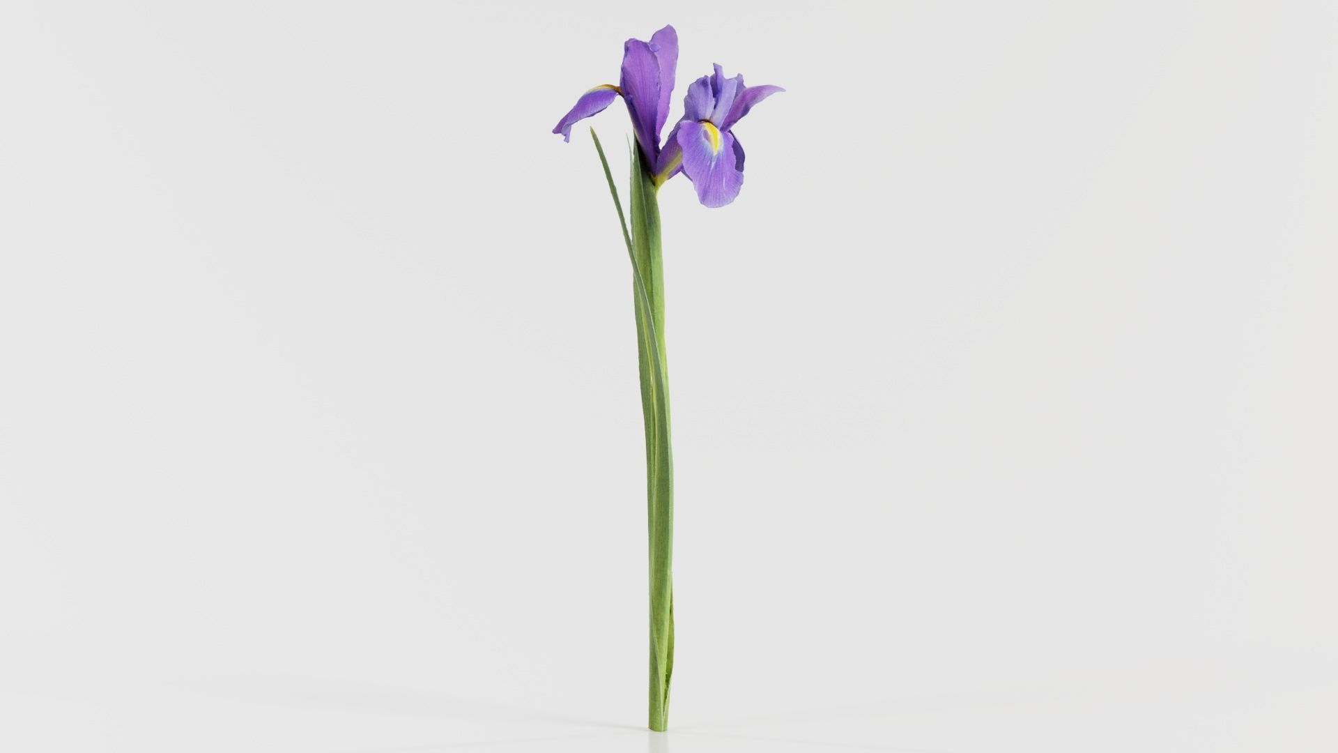 Spanish Iris Small Bulbous Rooted Iris Iris Xiphium Low-poly 3D model_2