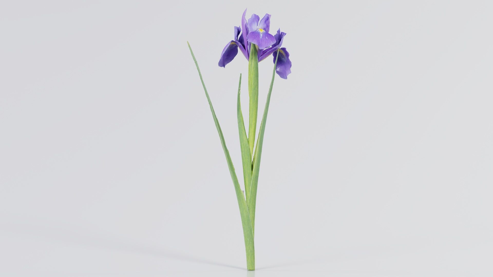 Spanish Iris Small Bulbous Rooted Iris Iris Xiphium Low-poly 3D model_1