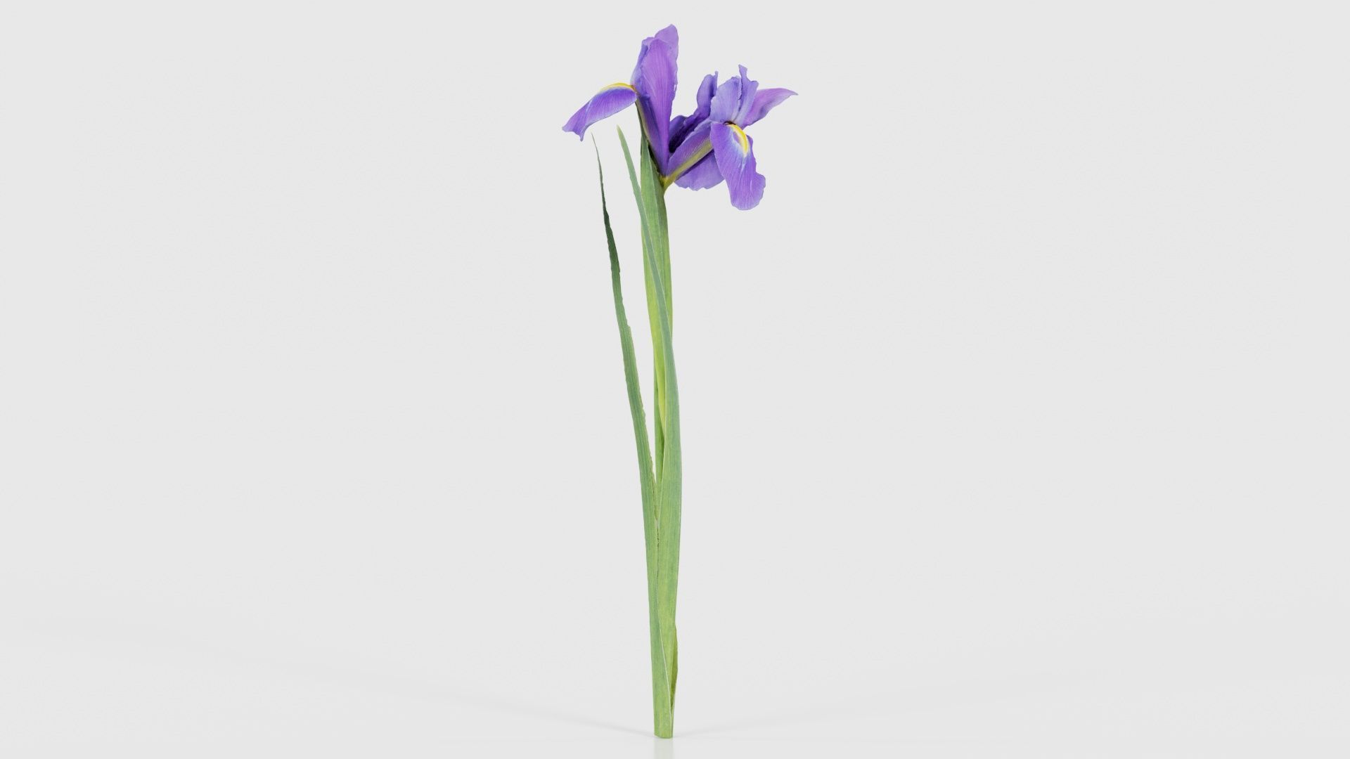 Spanish Iris Small Bulbous Rooted Iris Iris Xiphium Low-poly 3D model_17