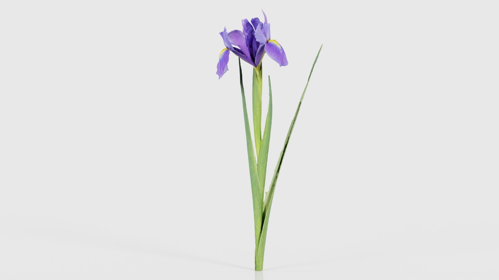 Spanish Iris Small Bulbous Rooted Iris Iris Xiphium Low-poly 3D model_25