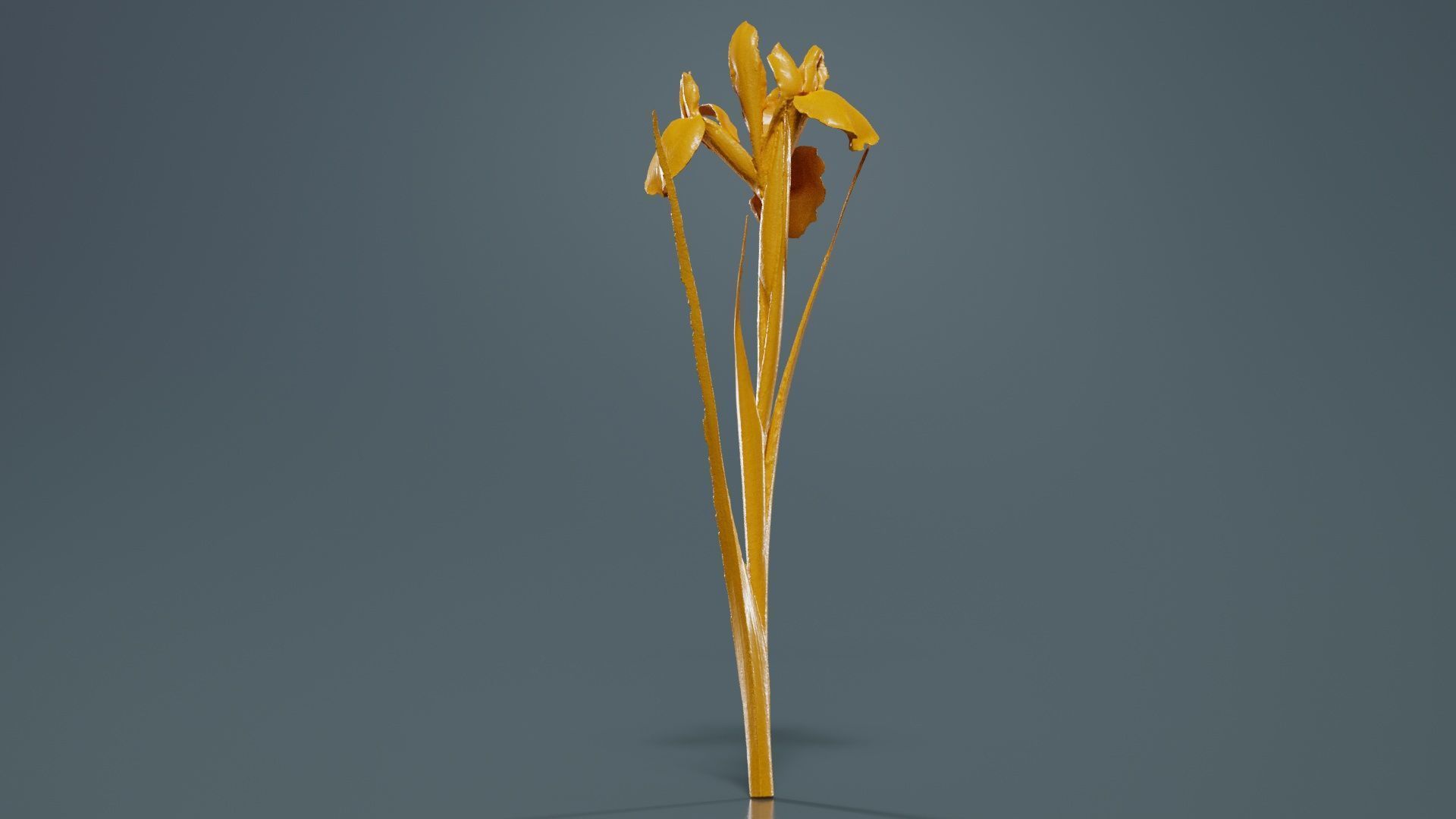 Spanish Iris Small Bulbous Rooted Iris Iris Xiphium Low-poly 3D model_13