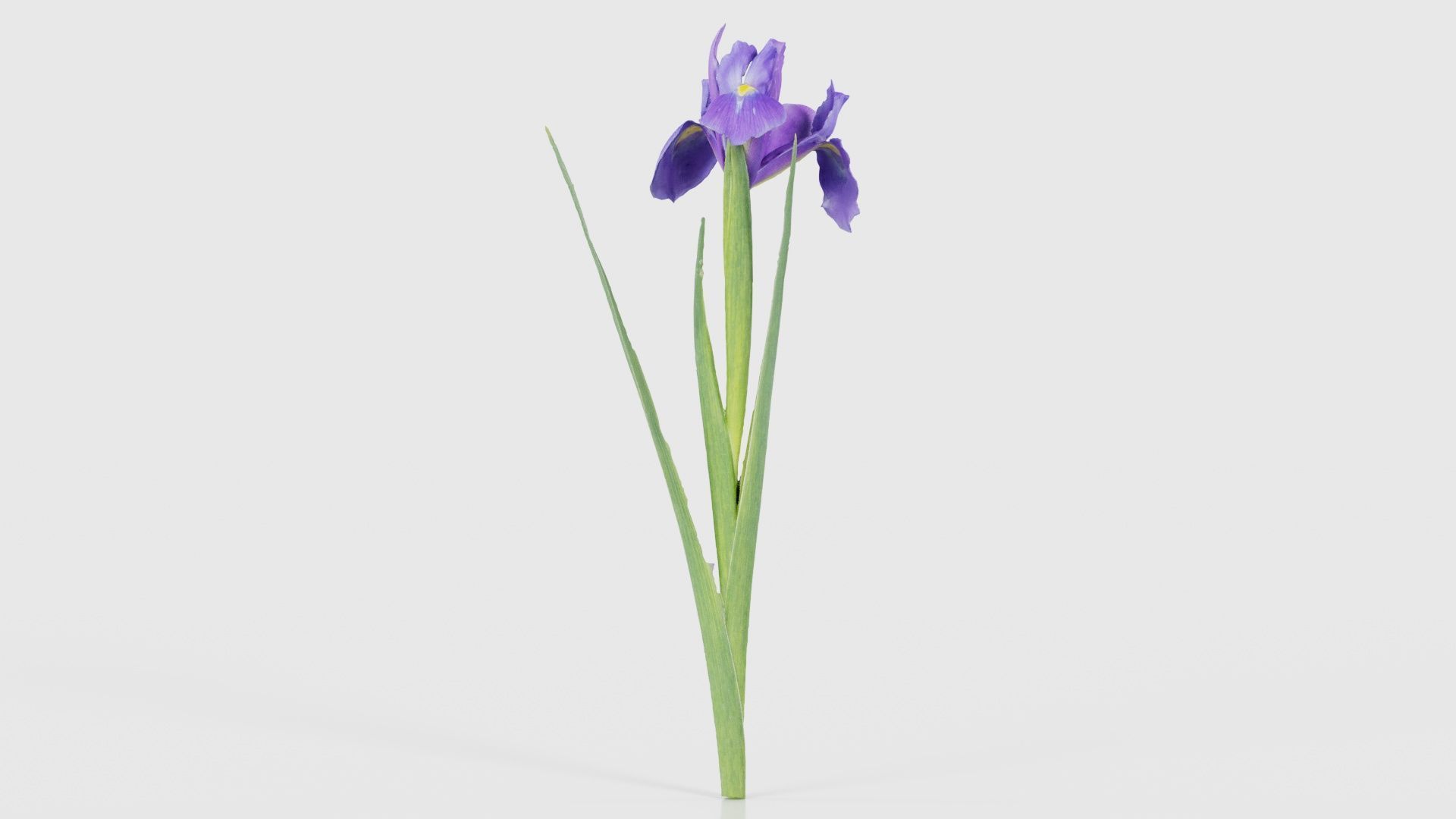 Spanish Iris Small Bulbous Rooted Iris Iris Xiphium Low-poly 3D model_19