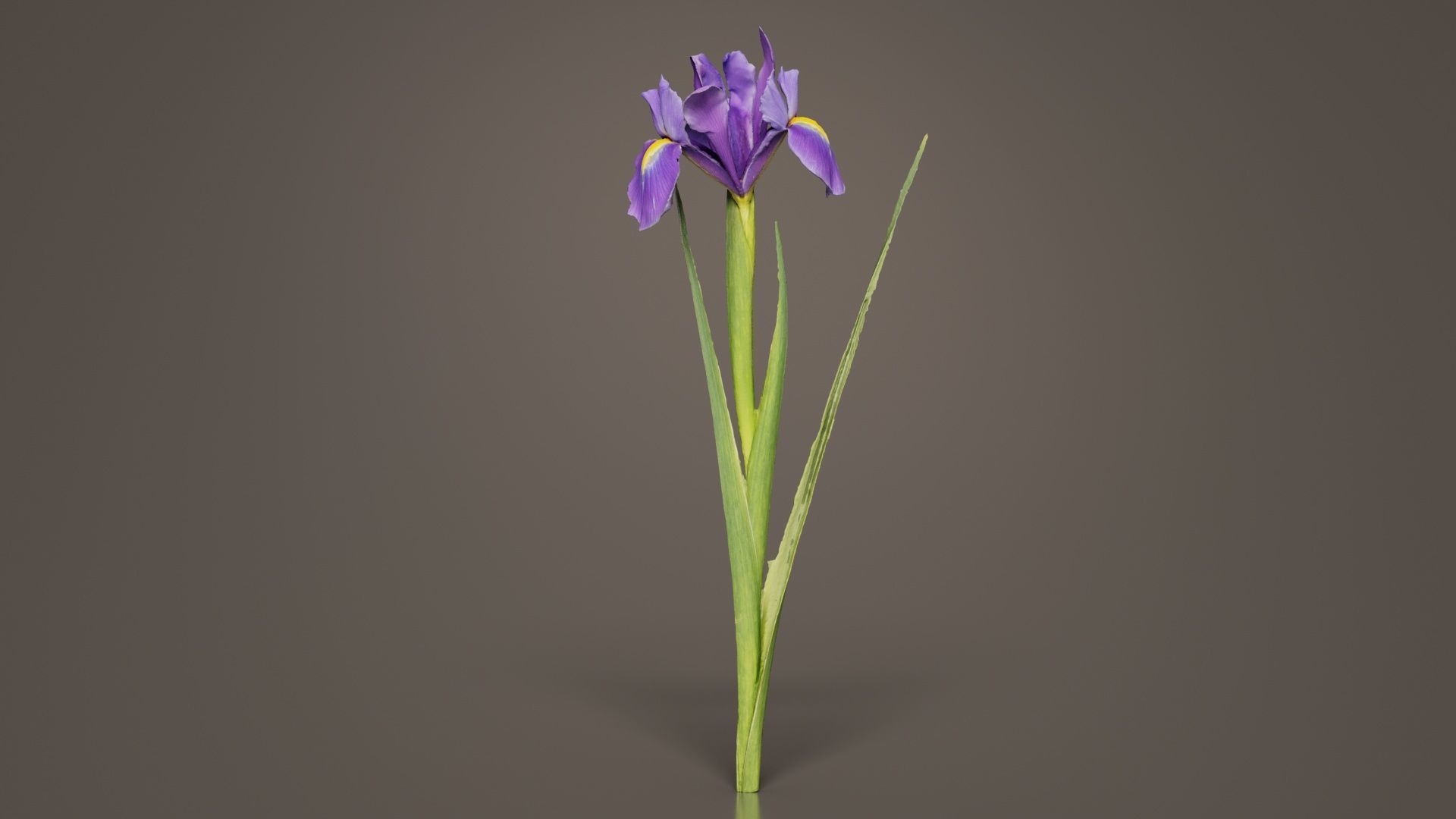 Spanish Iris Small Bulbous Rooted Iris Iris Xiphium Low-poly 3D model_8