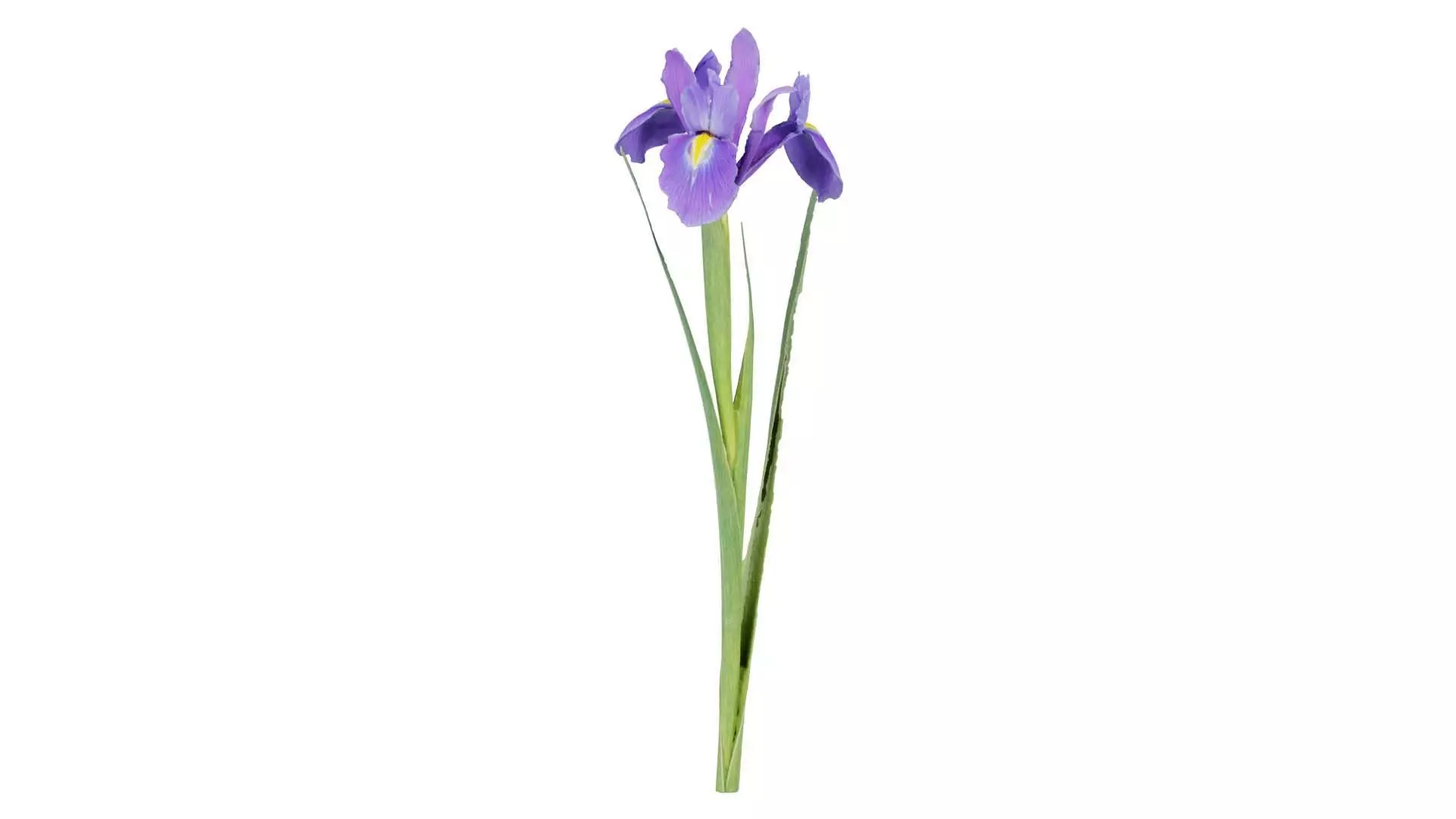 Spanish Iris Small Bulbous Rooted Iris Iris Xiphium Low-poly 3D model_0