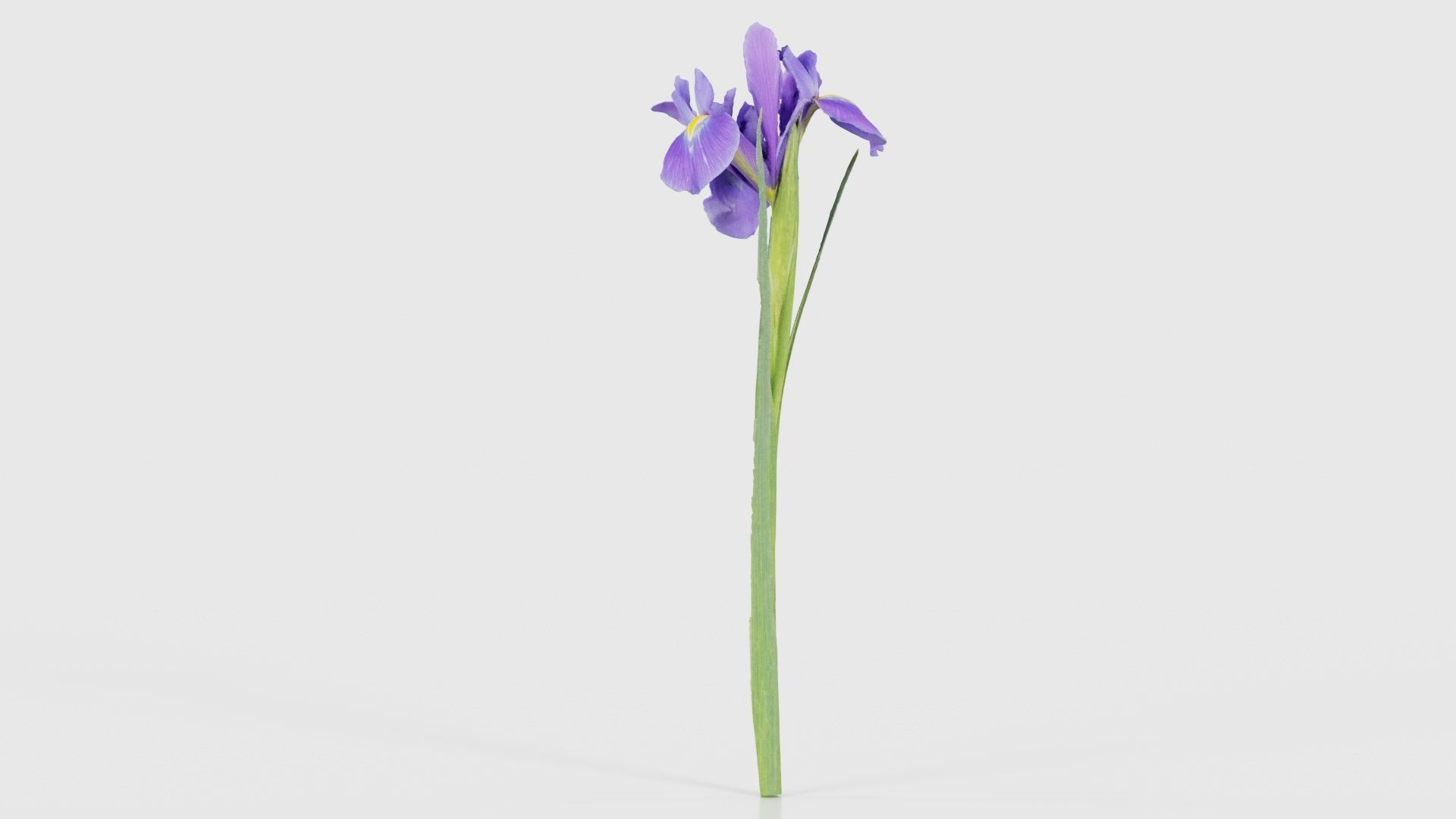 Spanish Iris Small Bulbous Rooted Iris Iris Xiphium Low-poly 3D model_22