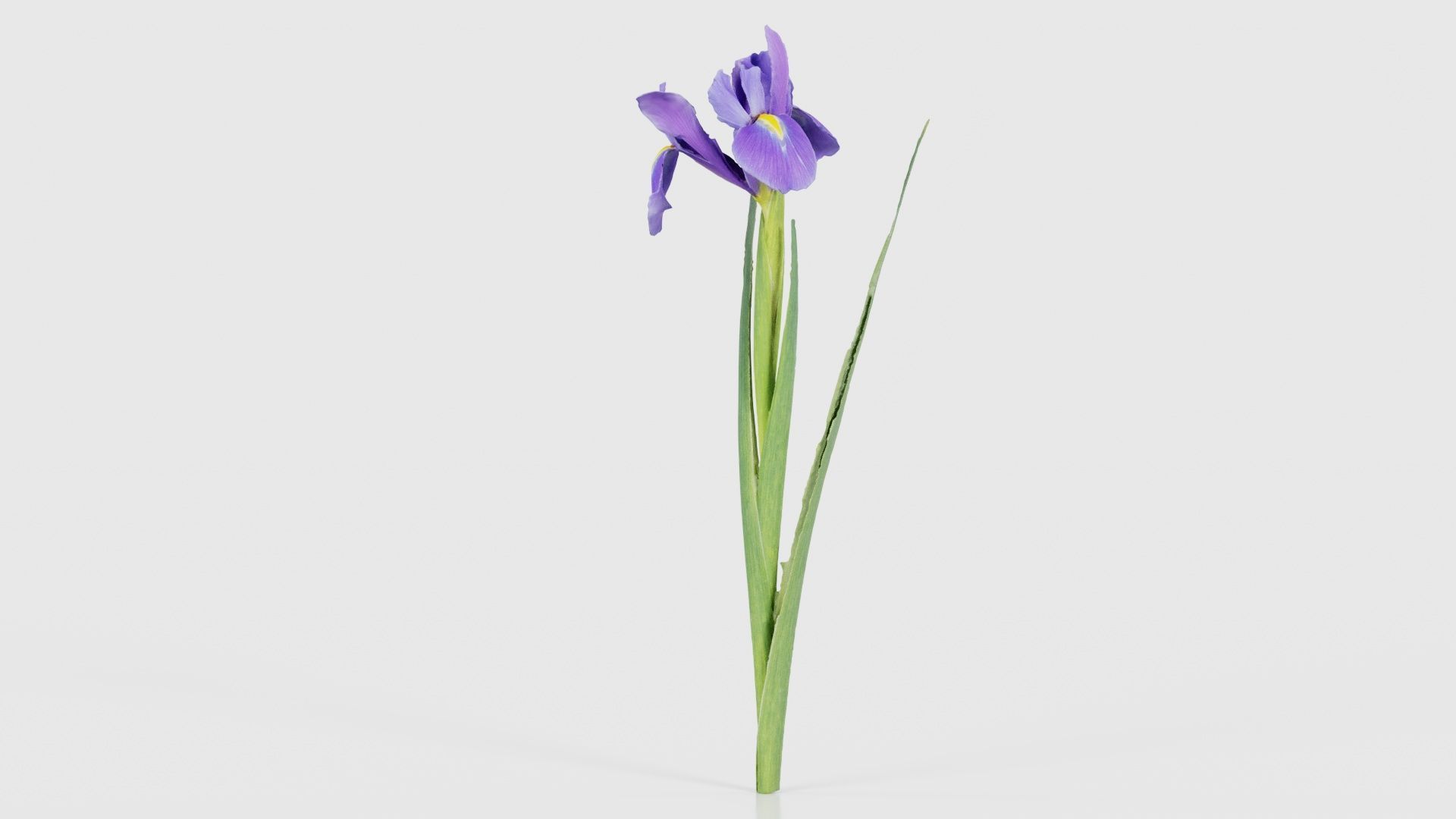 Spanish Iris Small Bulbous Rooted Iris Iris Xiphium Low-poly 3D model_24