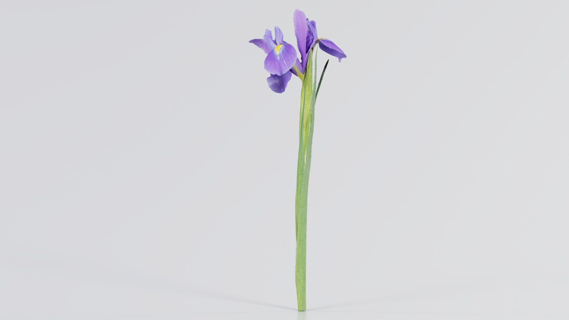 Spanish Iris Small Bulbous Rooted Iris Iris Xiphium Low-poly 3D model_4