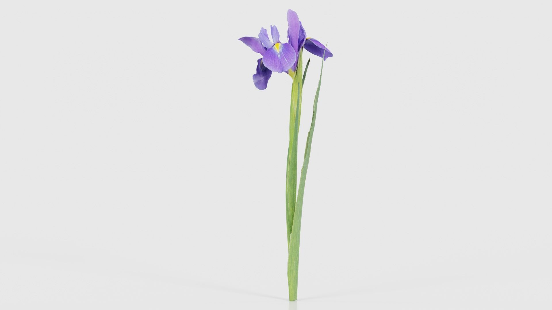 Spanish Iris Small Bulbous Rooted Iris Iris Xiphium Low-poly 3D model_23