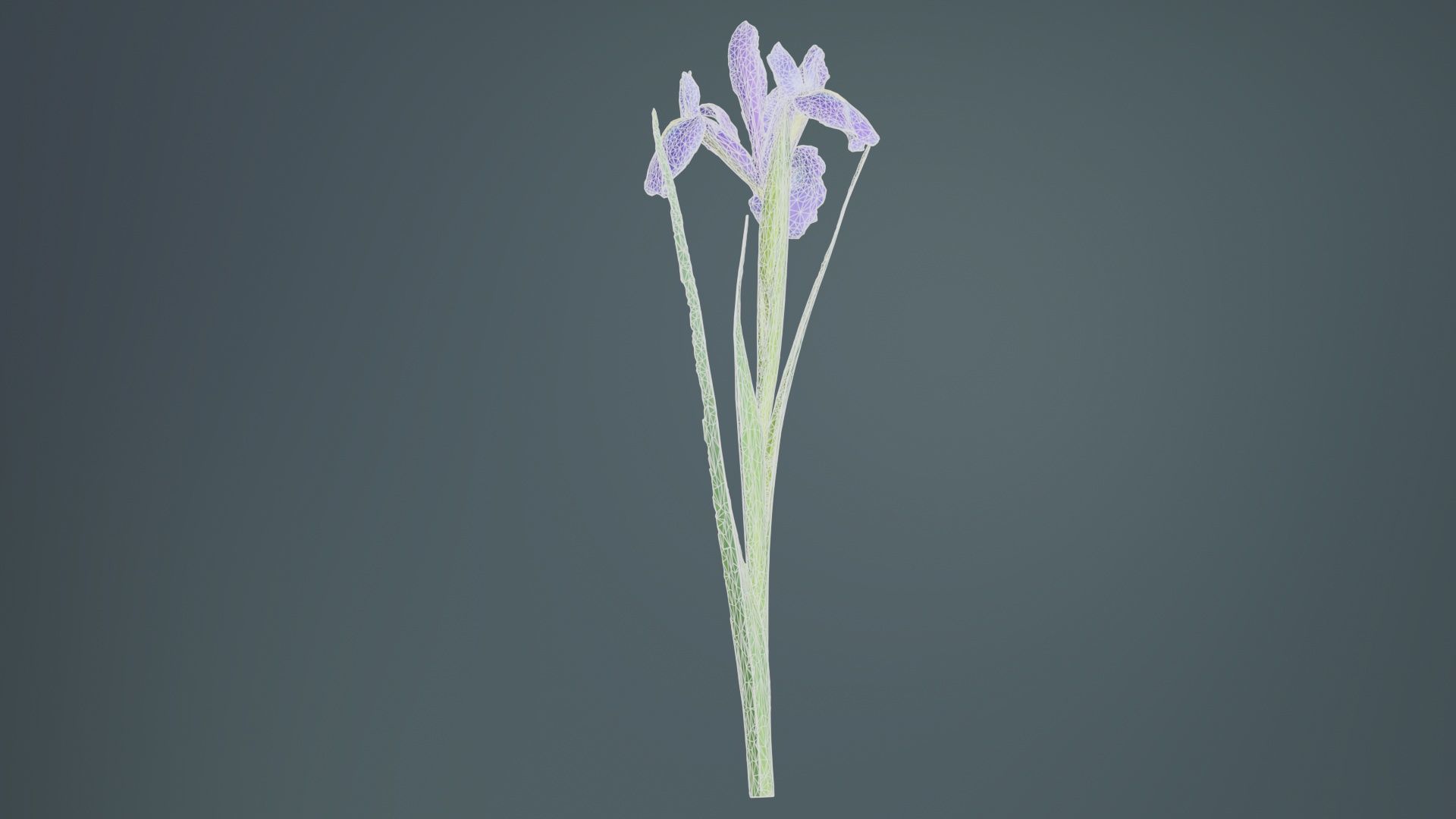 Spanish Iris Small Bulbous Rooted Iris Iris Xiphium Low-poly 3D model_10