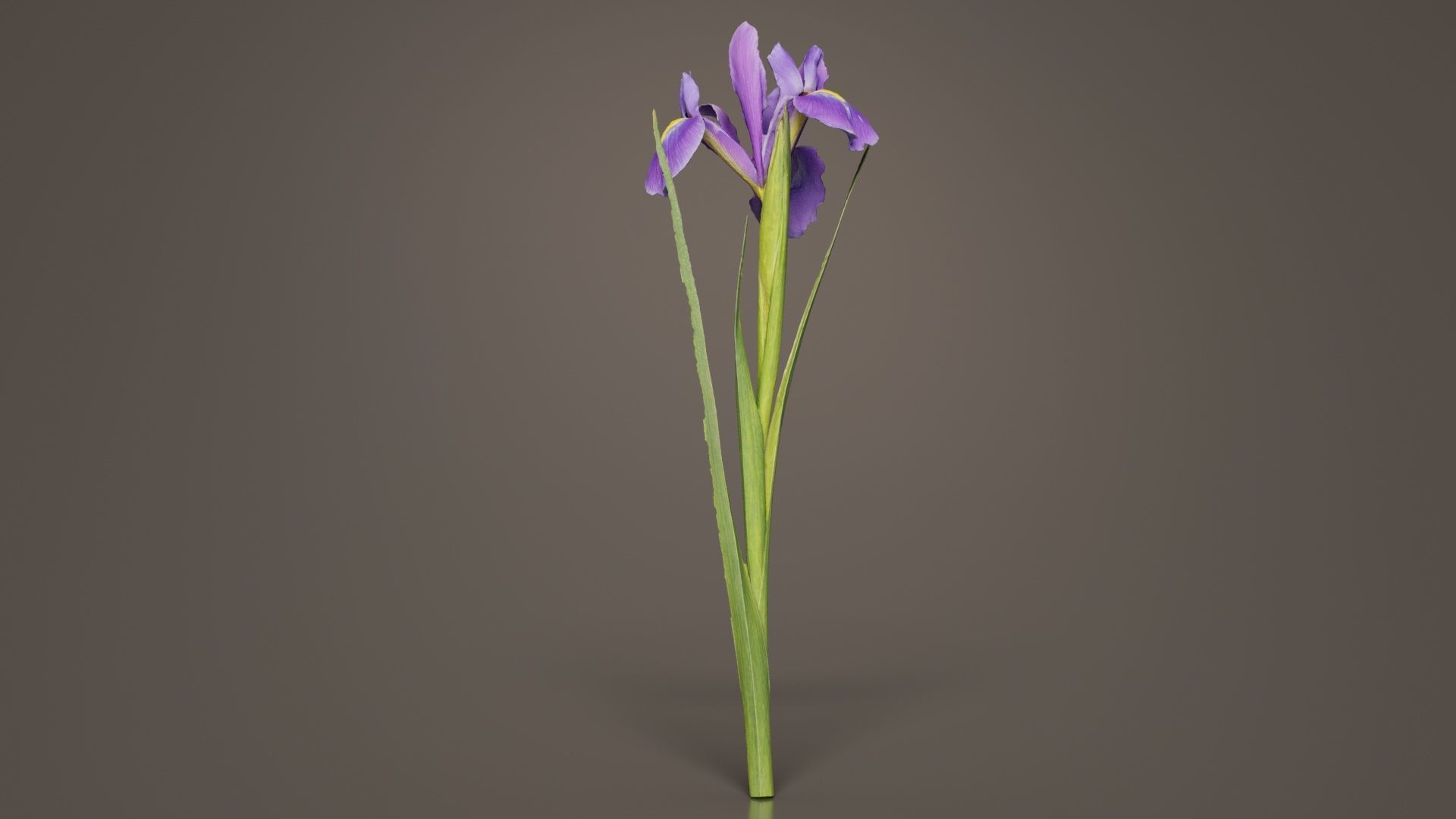 Spanish Iris Small Bulbous Rooted Iris Iris Xiphium Low-poly 3D model_3