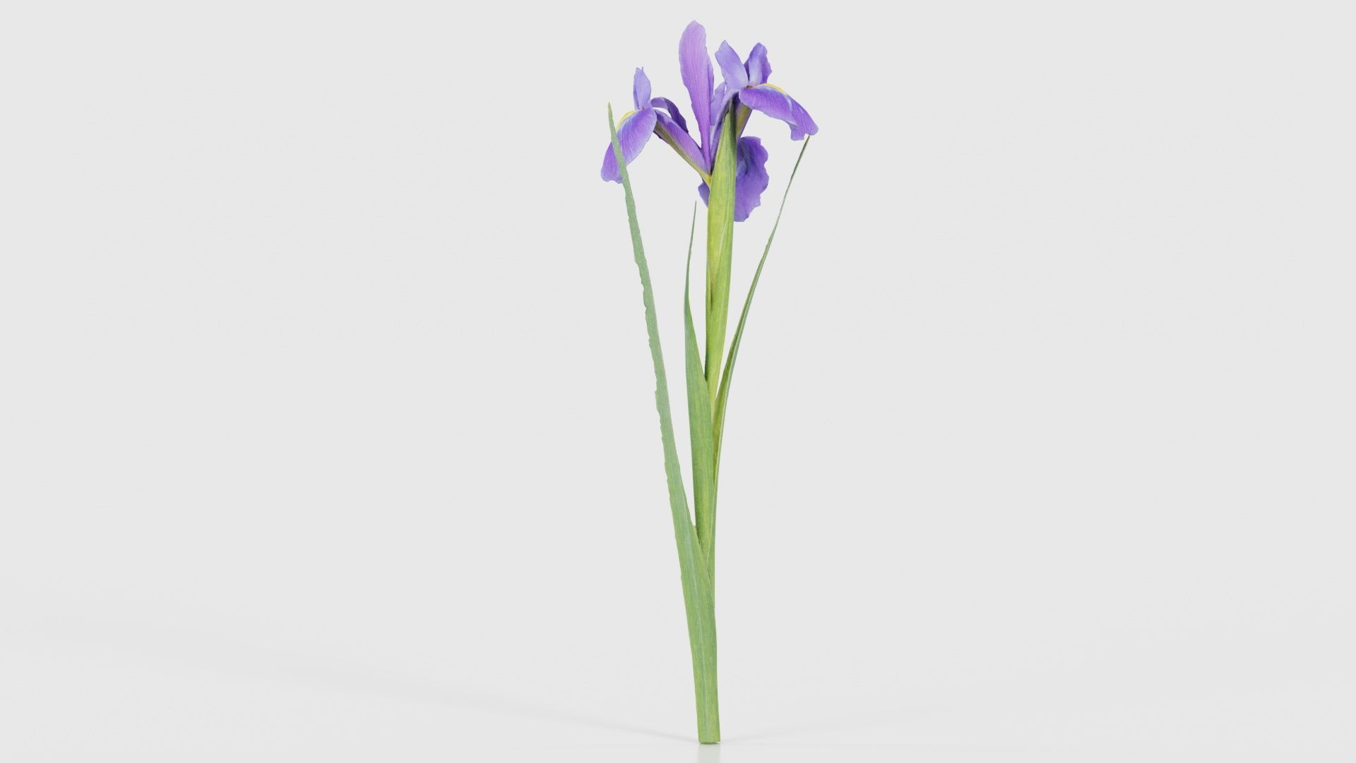 Spanish Iris Small Bulbous Rooted Iris Iris Xiphium Low-poly 3D model_21