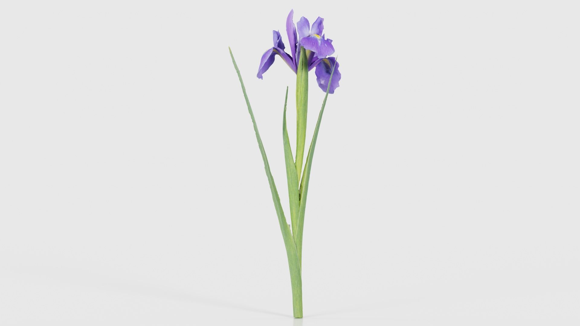 Spanish Iris Small Bulbous Rooted Iris Iris Xiphium Low-poly 3D model_20