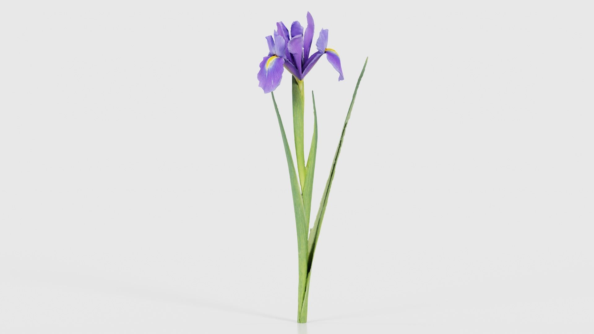 Spanish Iris Small Bulbous Rooted Iris Iris Xiphium Low-poly 3D model_26