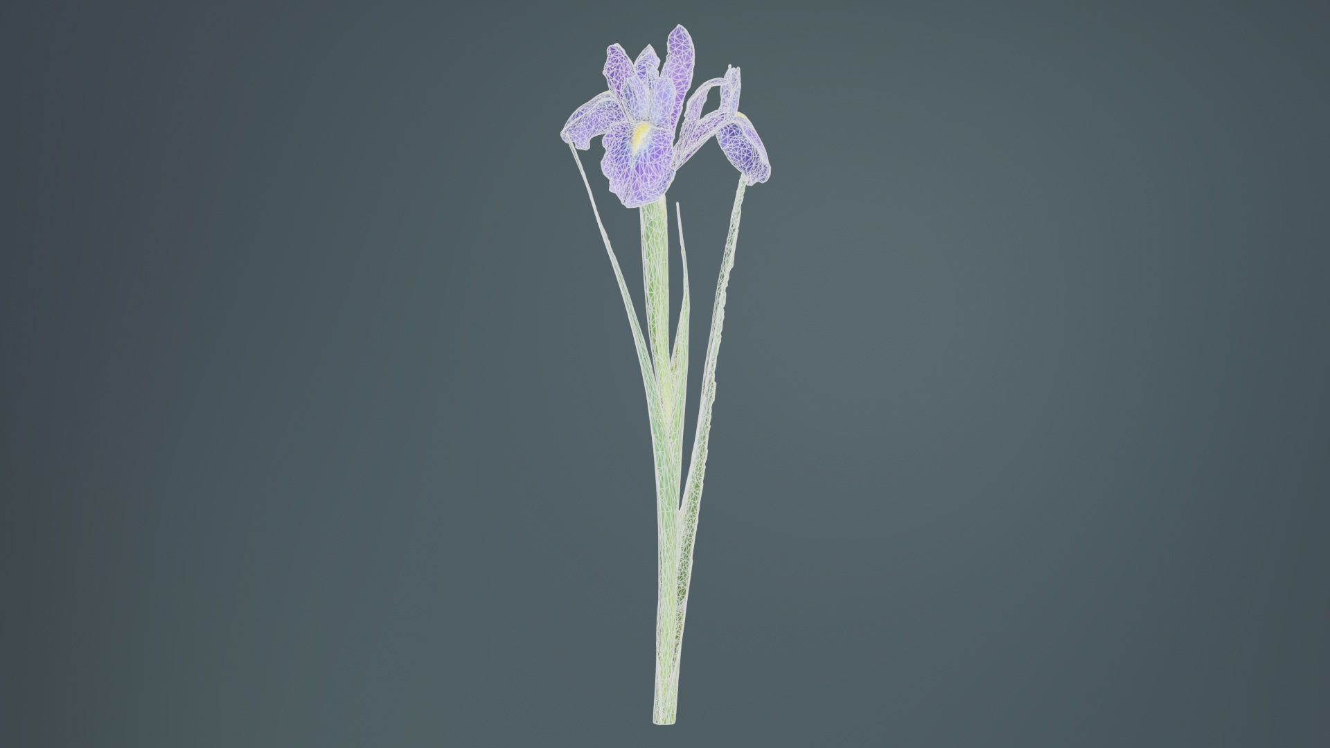 Spanish Iris Small Bulbous Rooted Iris Iris Xiphium Low-poly 3D model_9