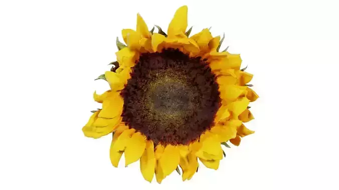 Sunflower Brown Low-poly 3D model