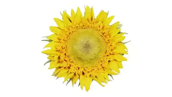 Sunflower Yellow Low-poly 3D model