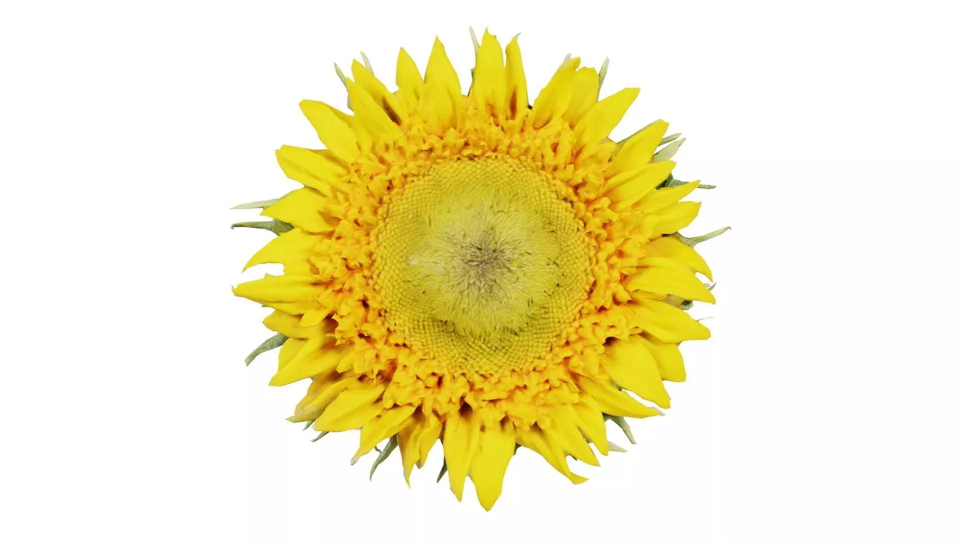 Sunflower Yellow Low-poly 3D model