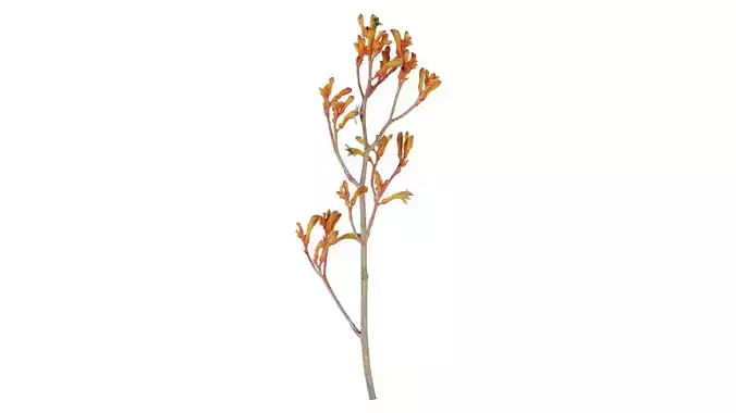 Tall Kangaroo Paw Australian Sword Lily Anigozanthos Flavidus
