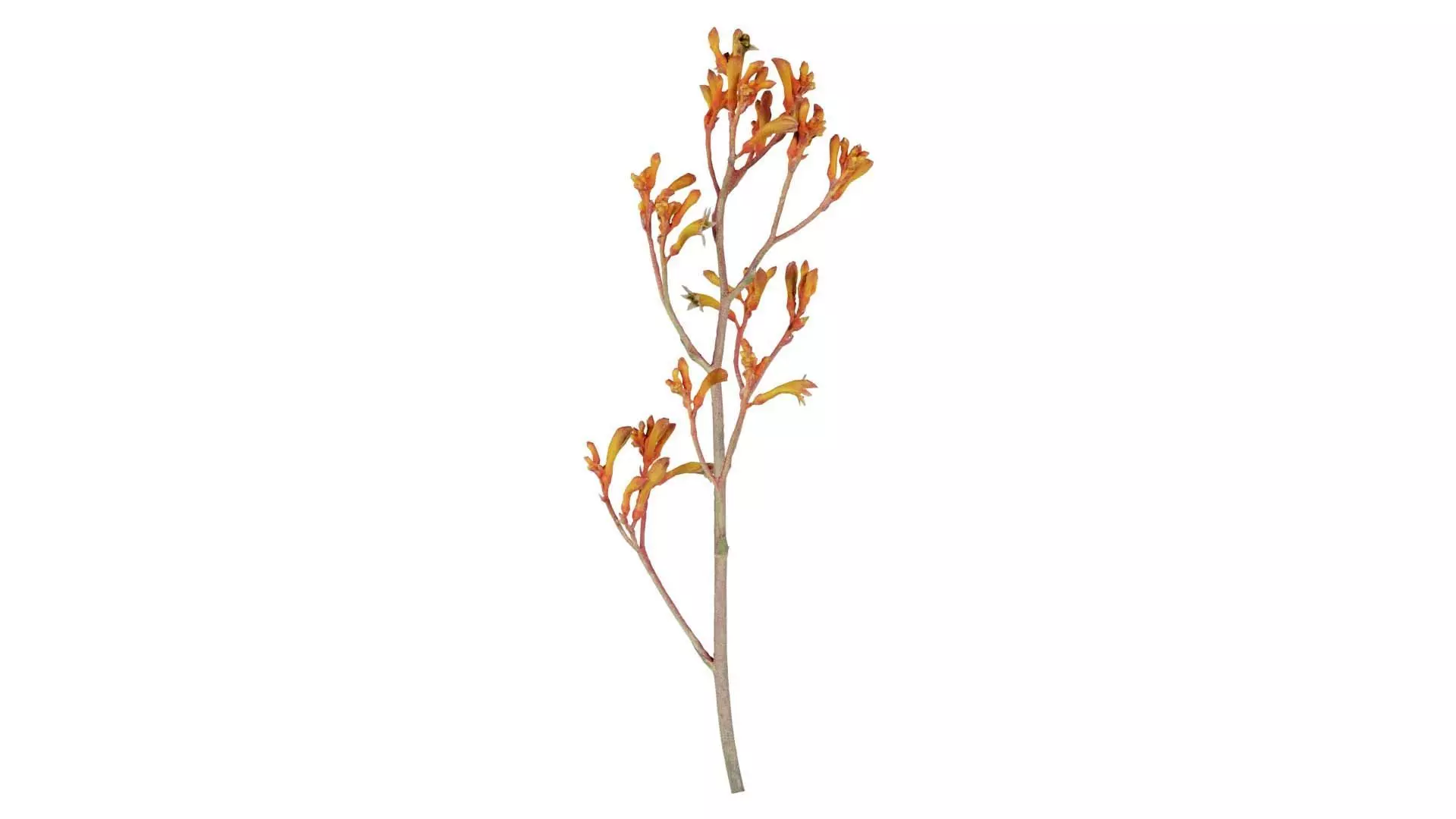 Tall Kangaroo Paw Australian Sword Lily Anigozanthos Flavidus Low-poly 3D model_0