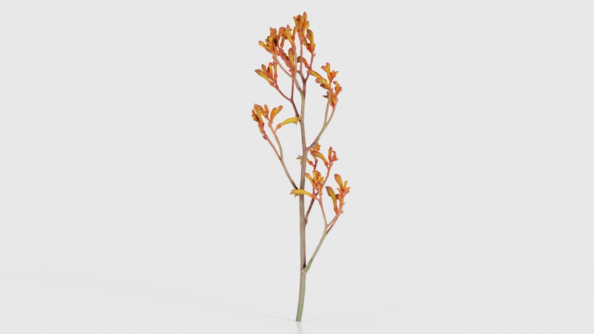 Tall Kangaroo Paw Australian Sword Lily Anigozanthos Flavidus Low-poly 3D model_20