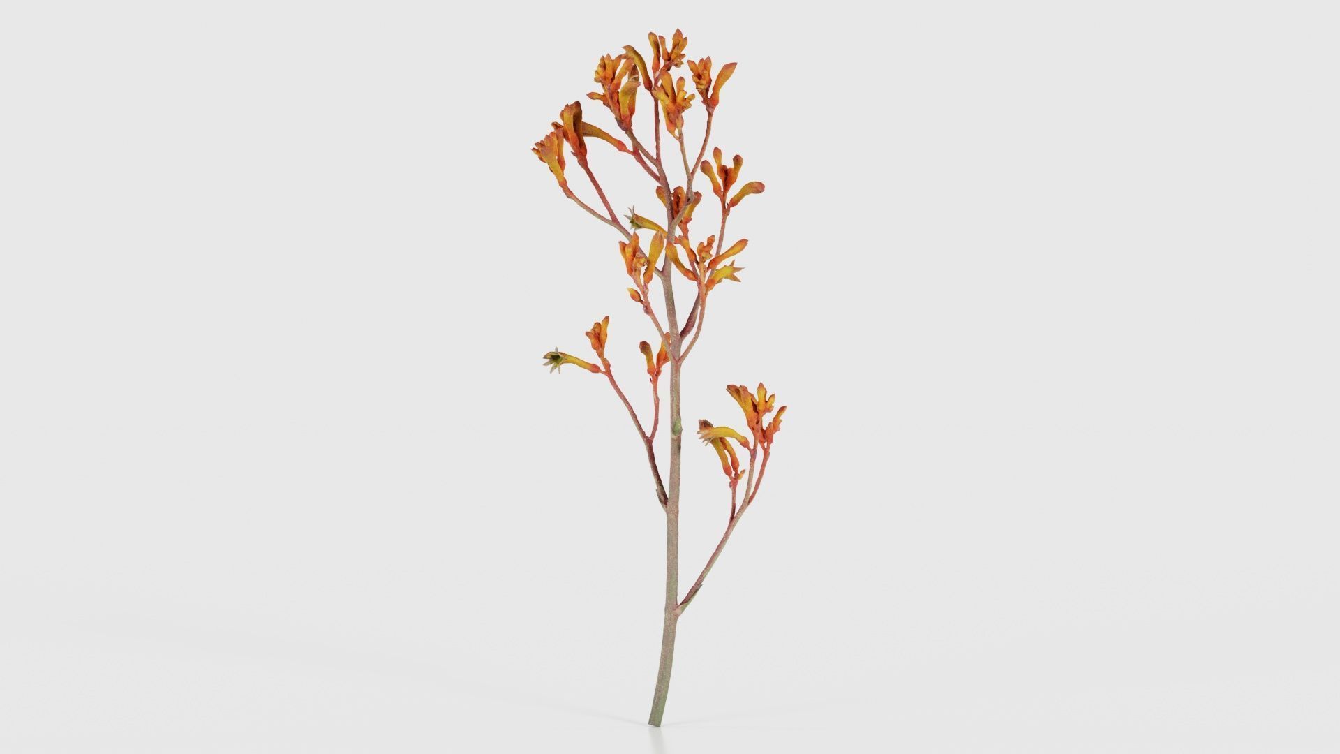 Tall Kangaroo Paw Australian Sword Lily Anigozanthos Flavidus Low-poly 3D model_22