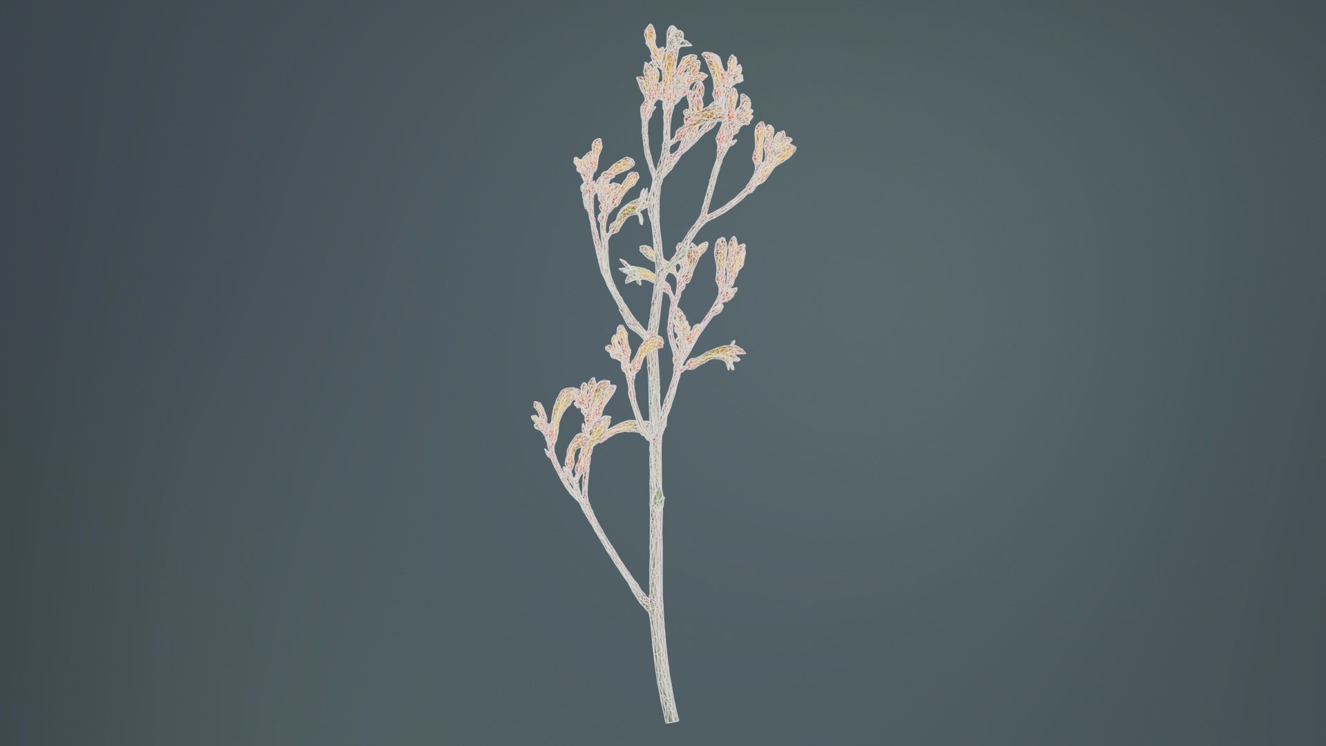 Tall Kangaroo Paw Australian Sword Lily Anigozanthos Flavidus Low-poly 3D model_9