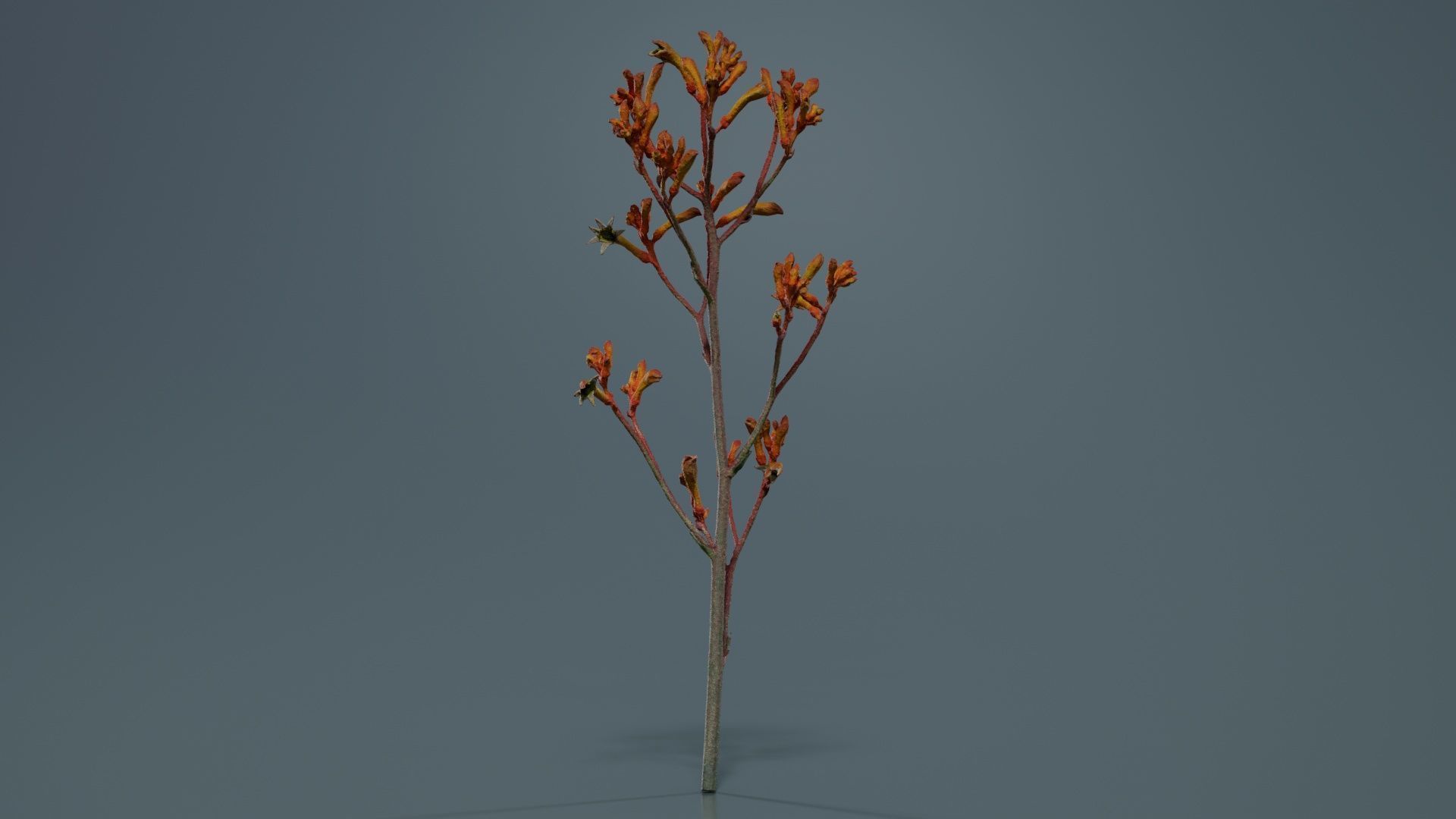 Tall Kangaroo Paw Australian Sword Lily Anigozanthos Flavidus Low-poly 3D model_4