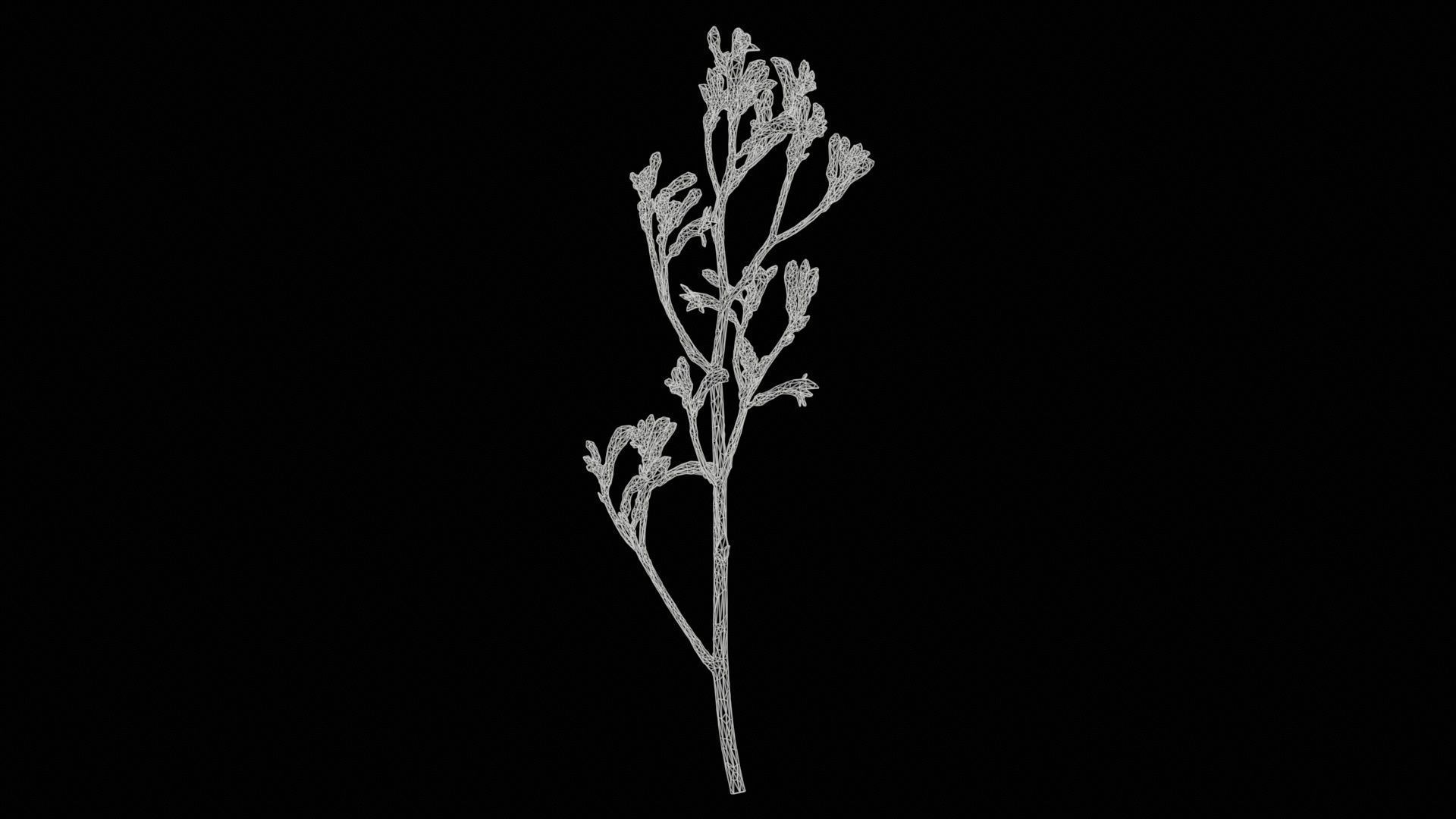 Tall Kangaroo Paw Australian Sword Lily Anigozanthos Flavidus Low-poly 3D model_11
