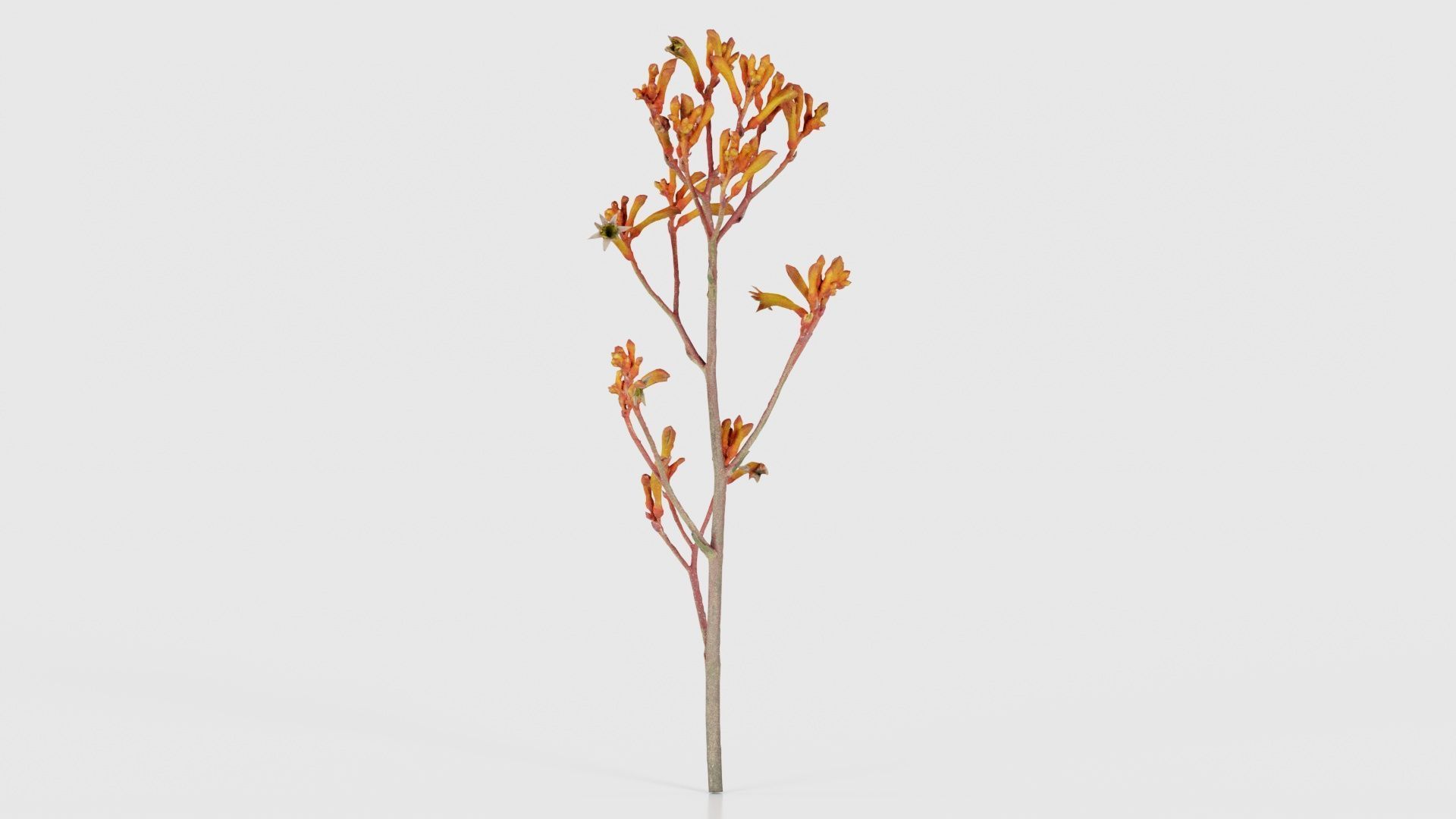 Tall Kangaroo Paw Australian Sword Lily Anigozanthos Flavidus Low-poly 3D model_25