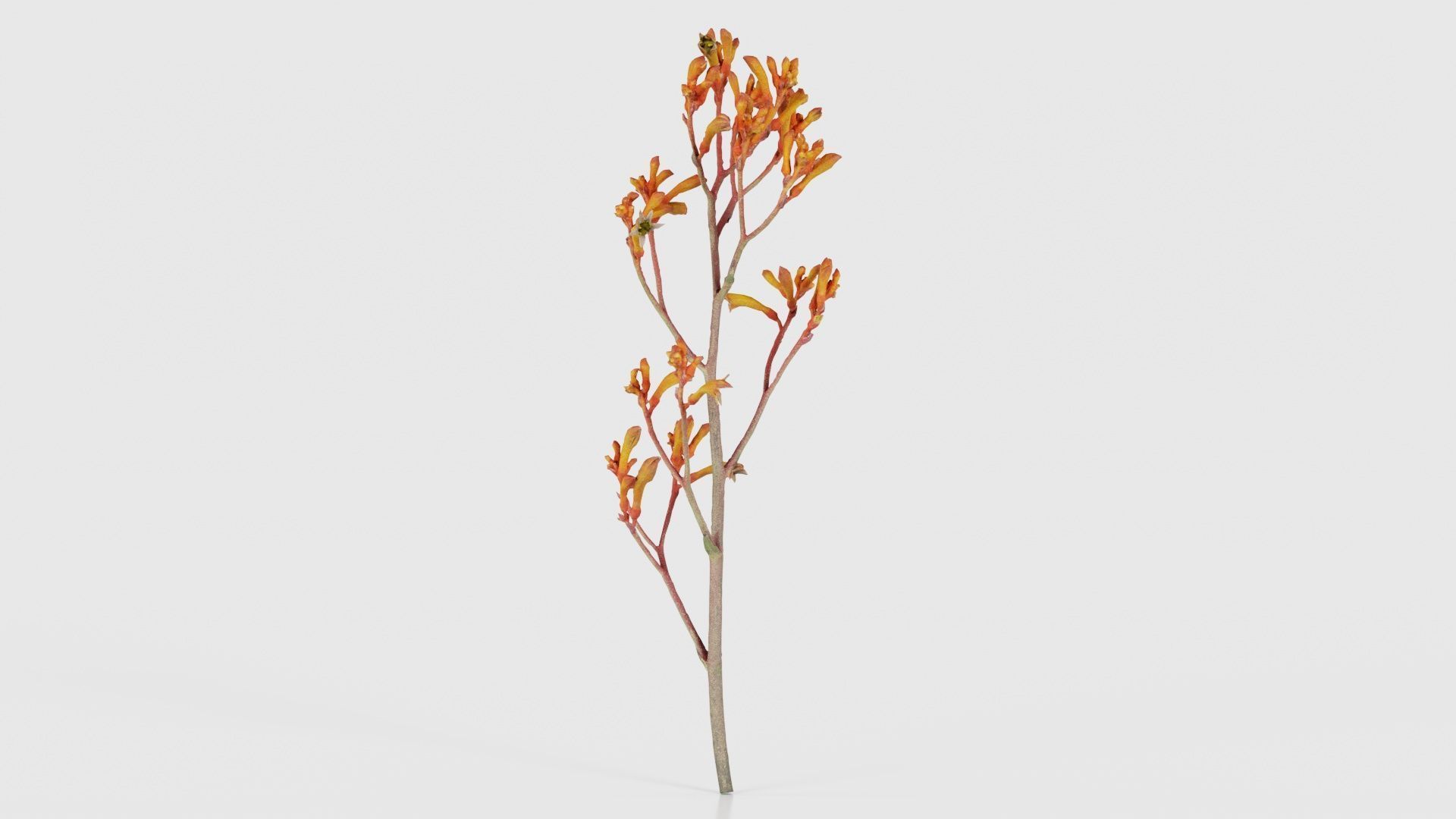 Tall Kangaroo Paw Australian Sword Lily Anigozanthos Flavidus Low-poly 3D model_26