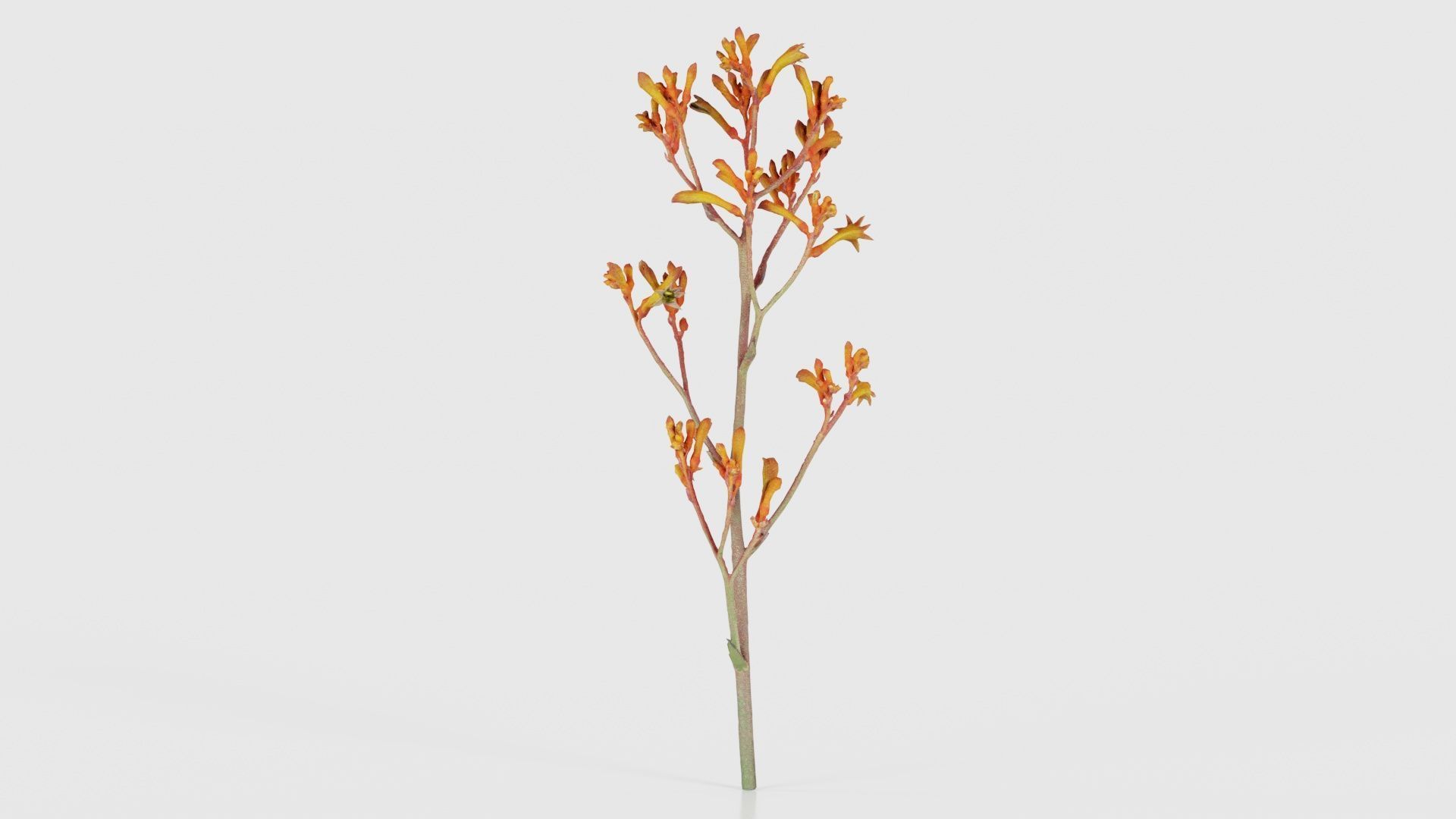 Tall Kangaroo Paw Australian Sword Lily Anigozanthos Flavidus Low-poly 3D model_18