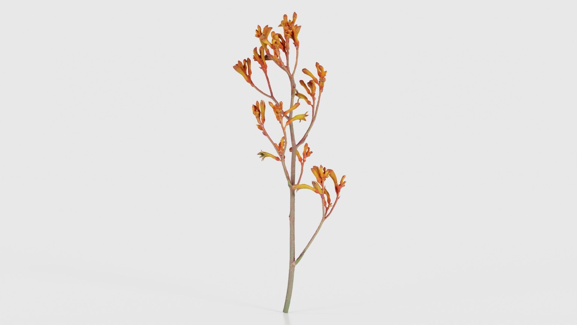 Tall Kangaroo Paw Australian Sword Lily Anigozanthos Flavidus Low-poly 3D model_21