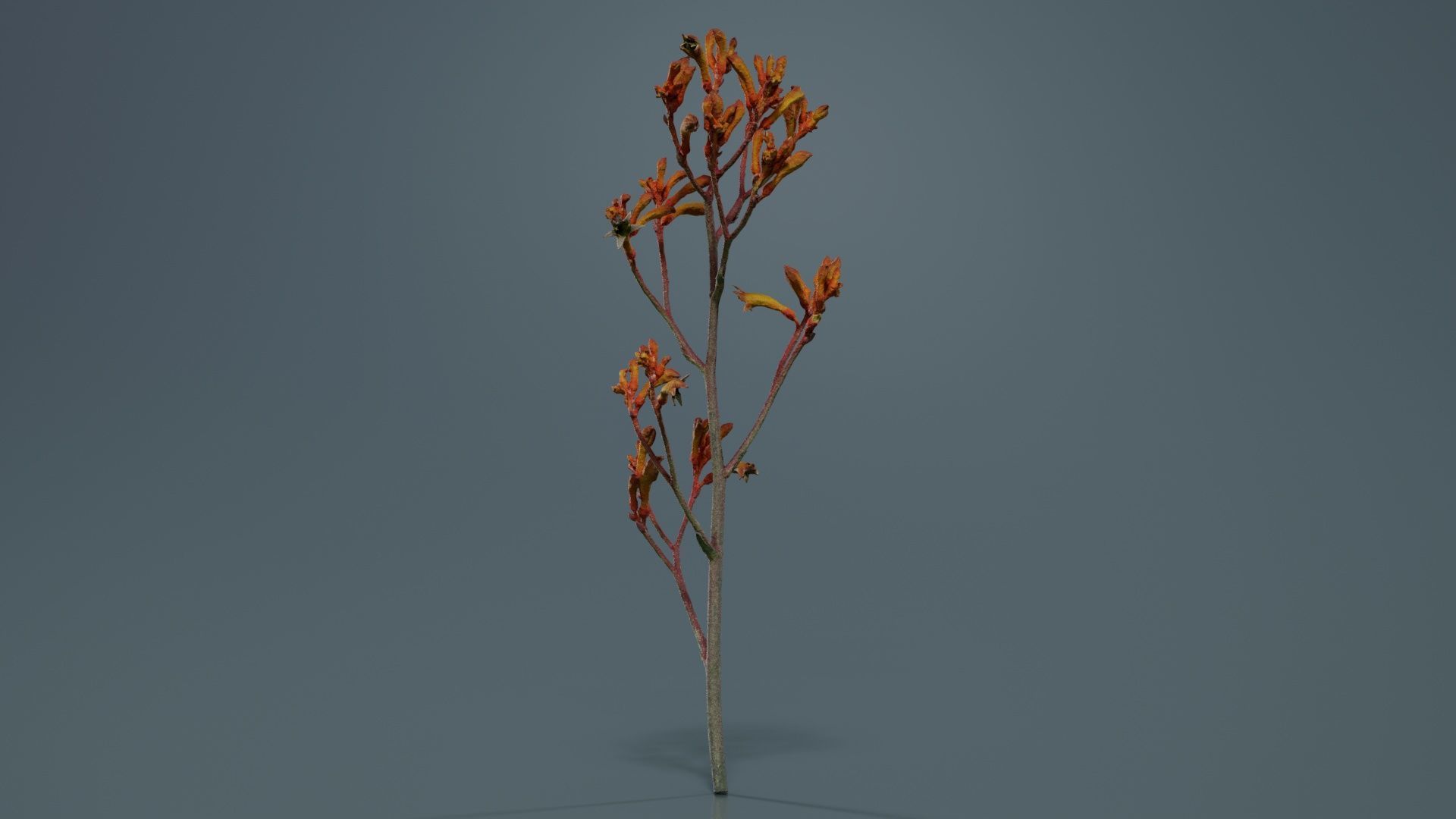Tall Kangaroo Paw Australian Sword Lily Anigozanthos Flavidus Low-poly 3D model_7