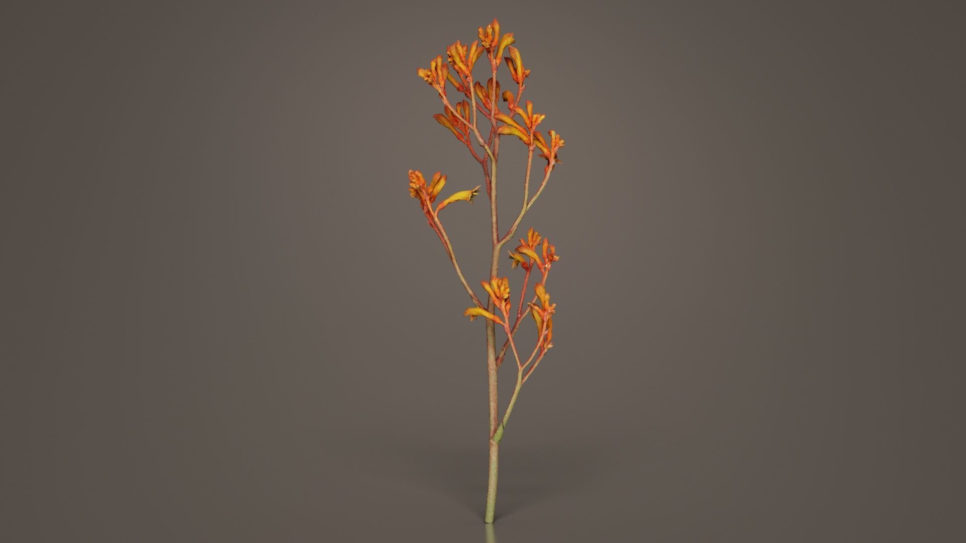 Tall Kangaroo Paw Australian Sword Lily Anigozanthos Flavidus Low-poly 3D model_8