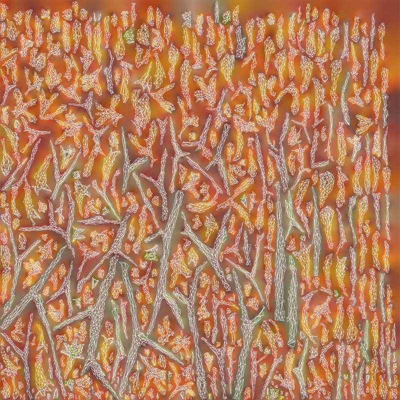 Tall Kangaroo Paw Australian Sword Lily Anigozanthos Flavidus Low-poly 3D model_14