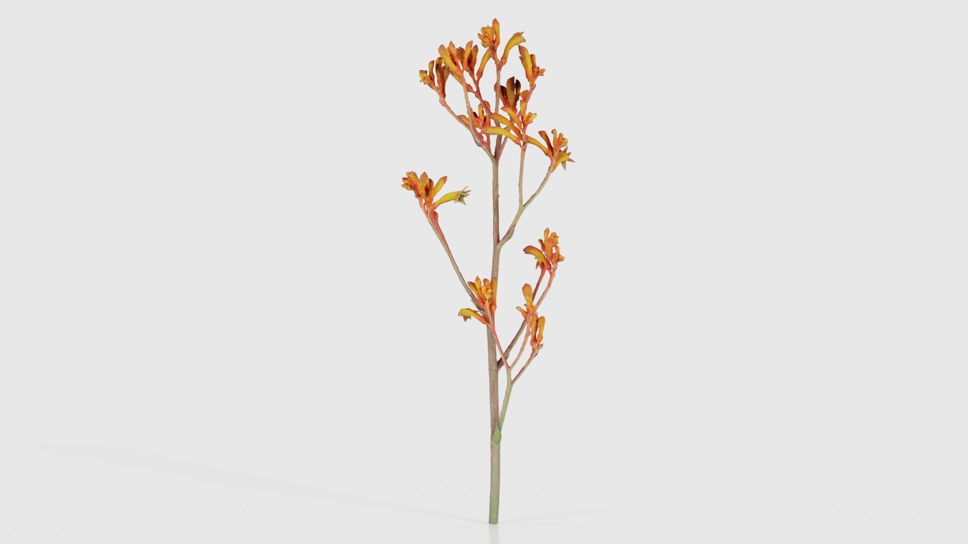 Tall Kangaroo Paw Australian Sword Lily Anigozanthos Flavidus Low-poly 3D model_19