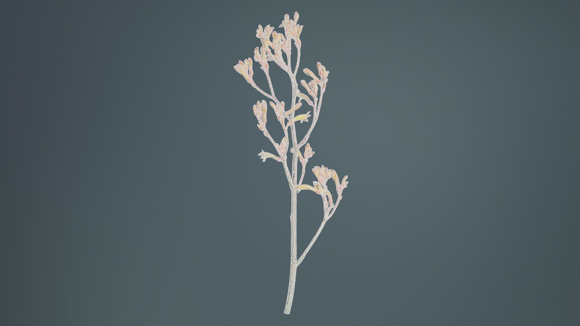 Tall Kangaroo Paw Australian Sword Lily Anigozanthos Flavidus Low-poly 3D model_10