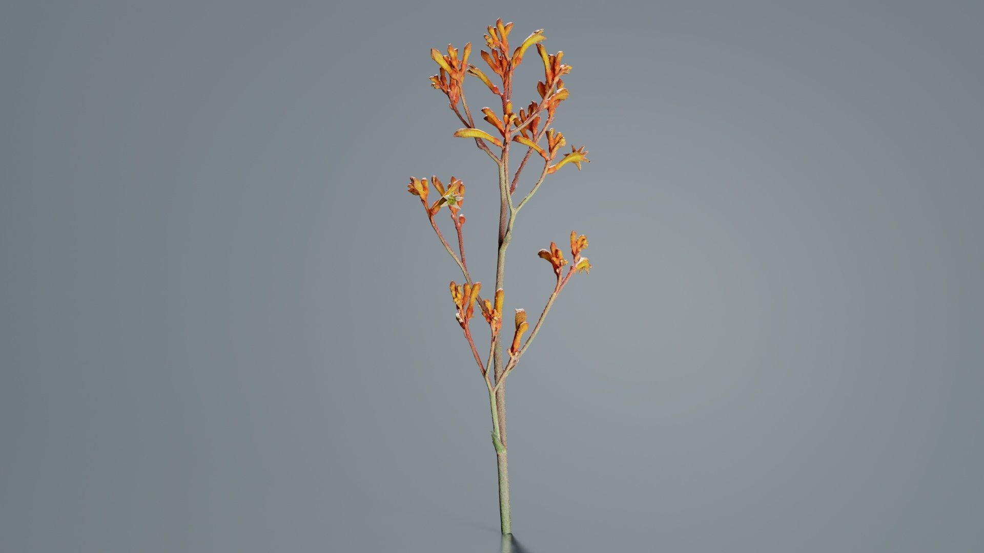 Tall Kangaroo Paw Australian Sword Lily Anigozanthos Flavidus Low-poly 3D model_6