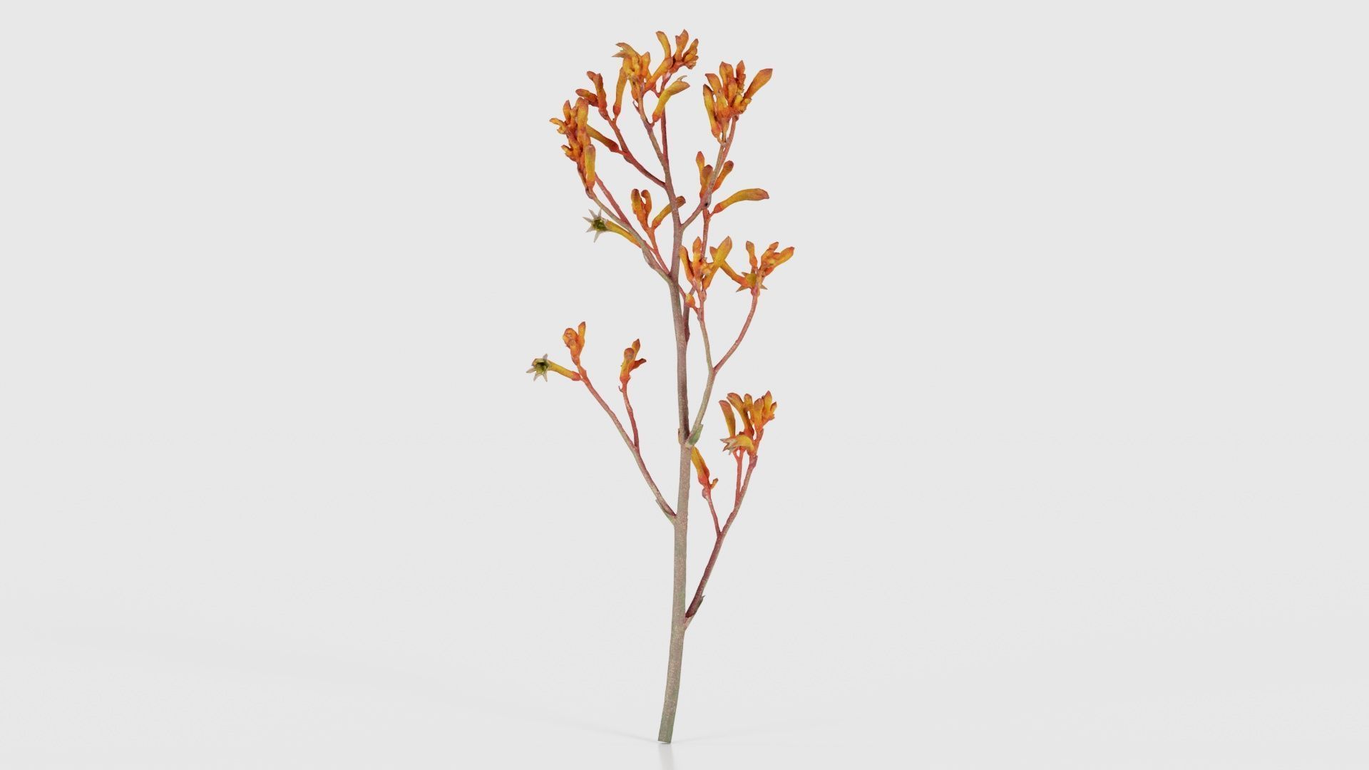 Tall Kangaroo Paw Australian Sword Lily Anigozanthos Flavidus Low-poly 3D model_23