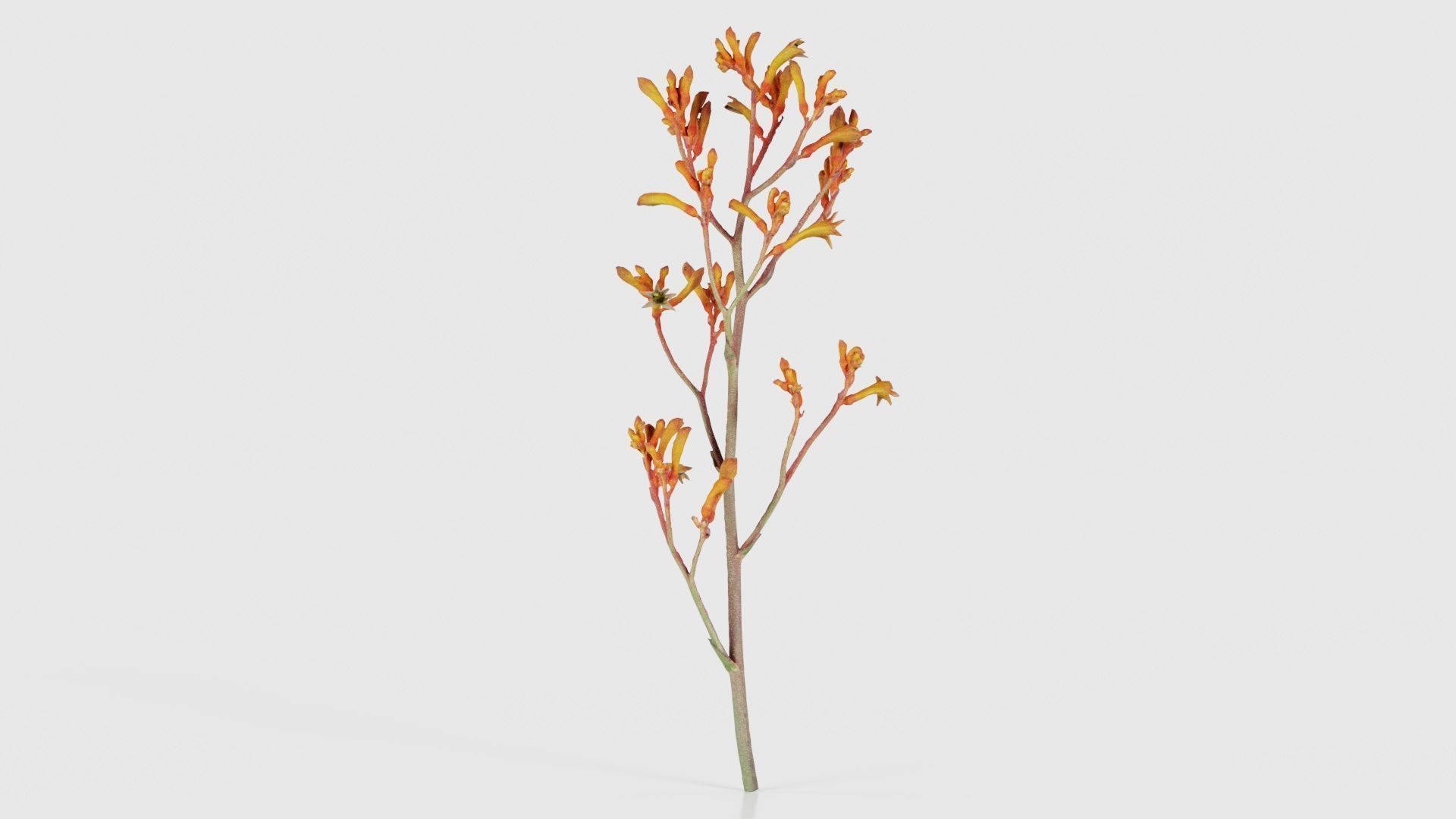 Tall Kangaroo Paw Australian Sword Lily Anigozanthos Flavidus Low-poly 3D model_17