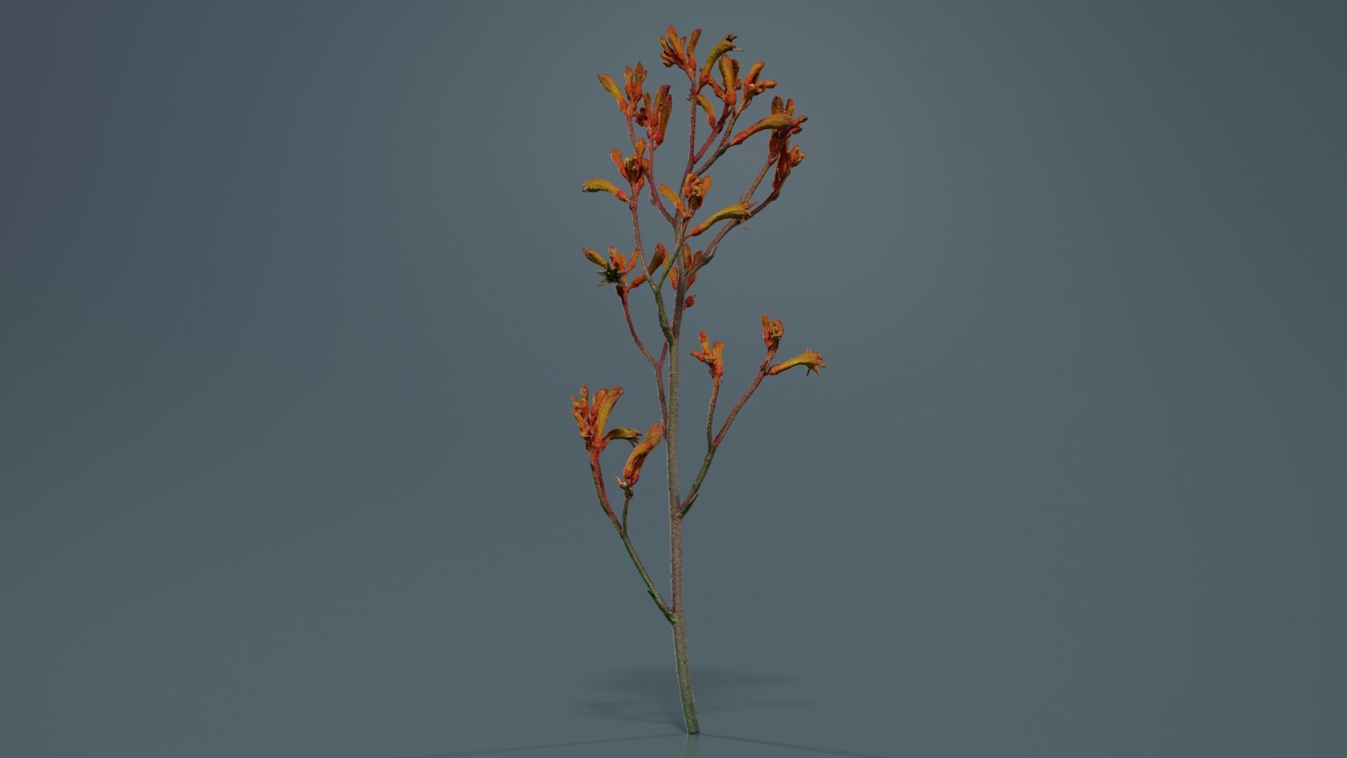 Tall Kangaroo Paw Australian Sword Lily Anigozanthos Flavidus Low-poly 3D model_1