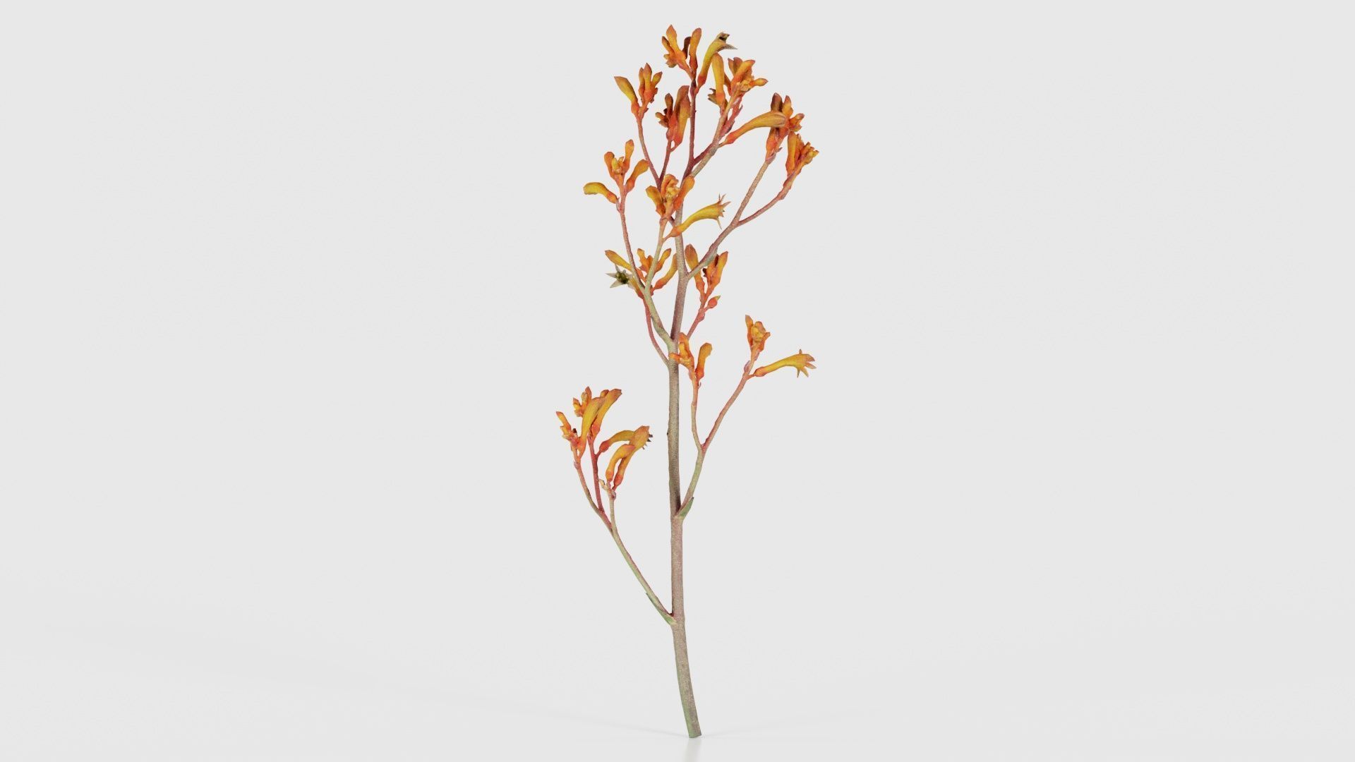 Tall Kangaroo Paw Australian Sword Lily Anigozanthos Flavidus Low-poly 3D model_16