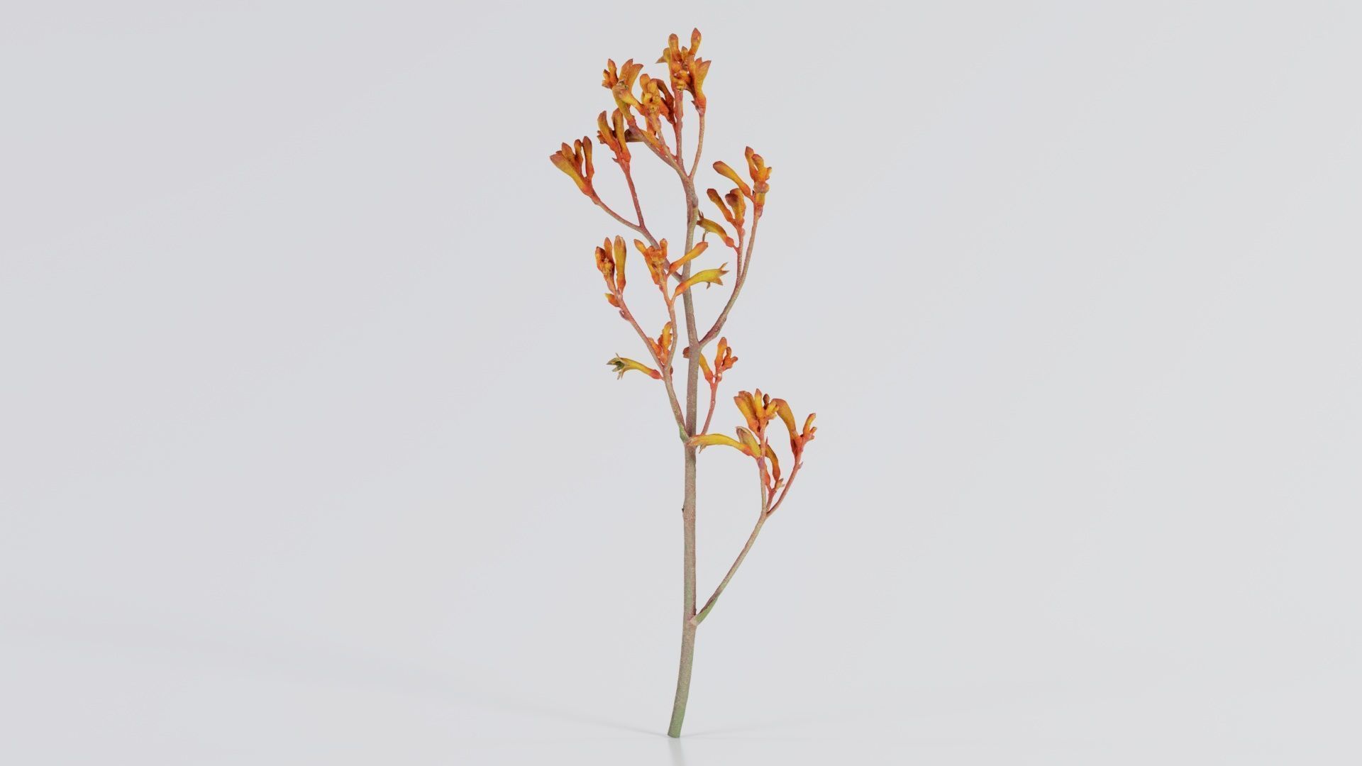 Tall Kangaroo Paw Australian Sword Lily Anigozanthos Flavidus Low-poly 3D model_5